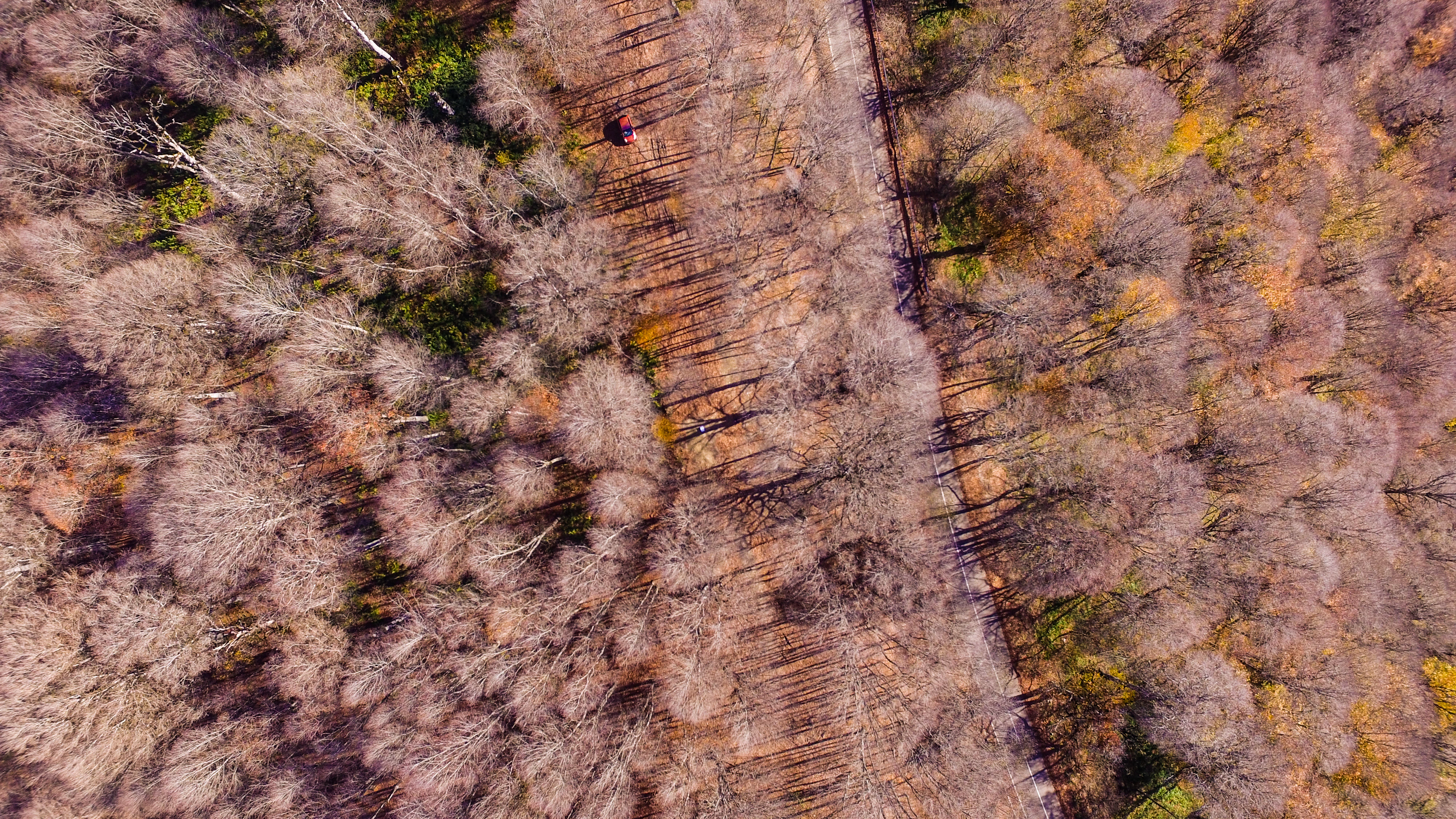 Aerial view of a forest path with autumn-colored trees