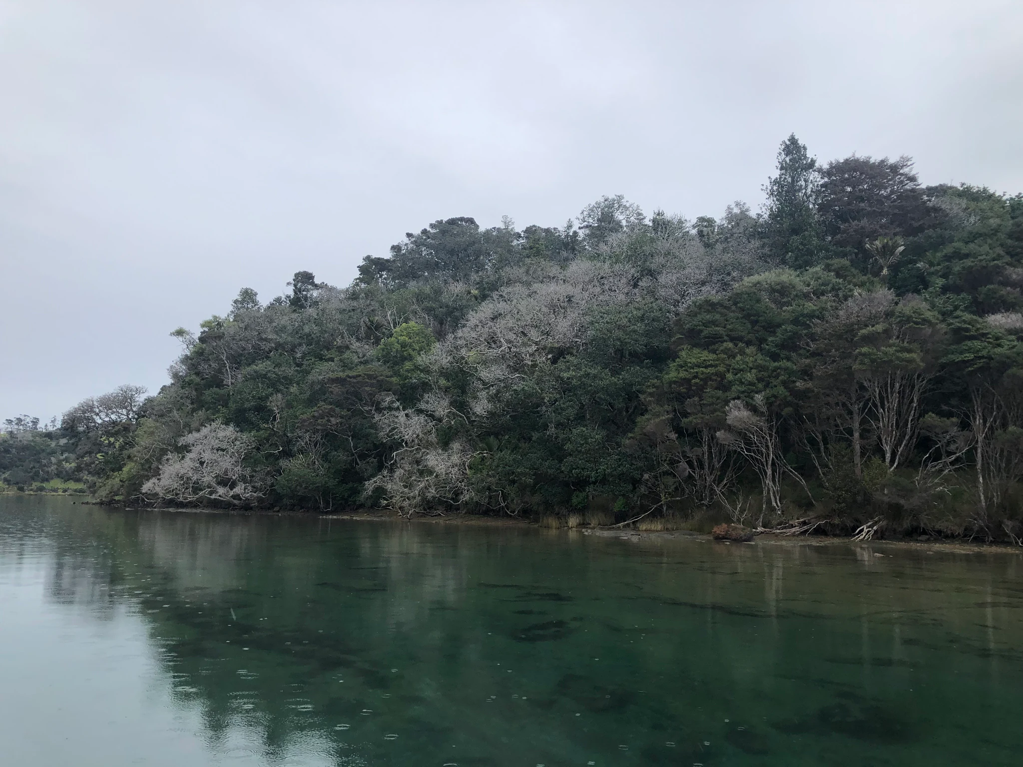 A view of a dense, lush forest lining the edge of a calm, reflective river under an overcast sky.