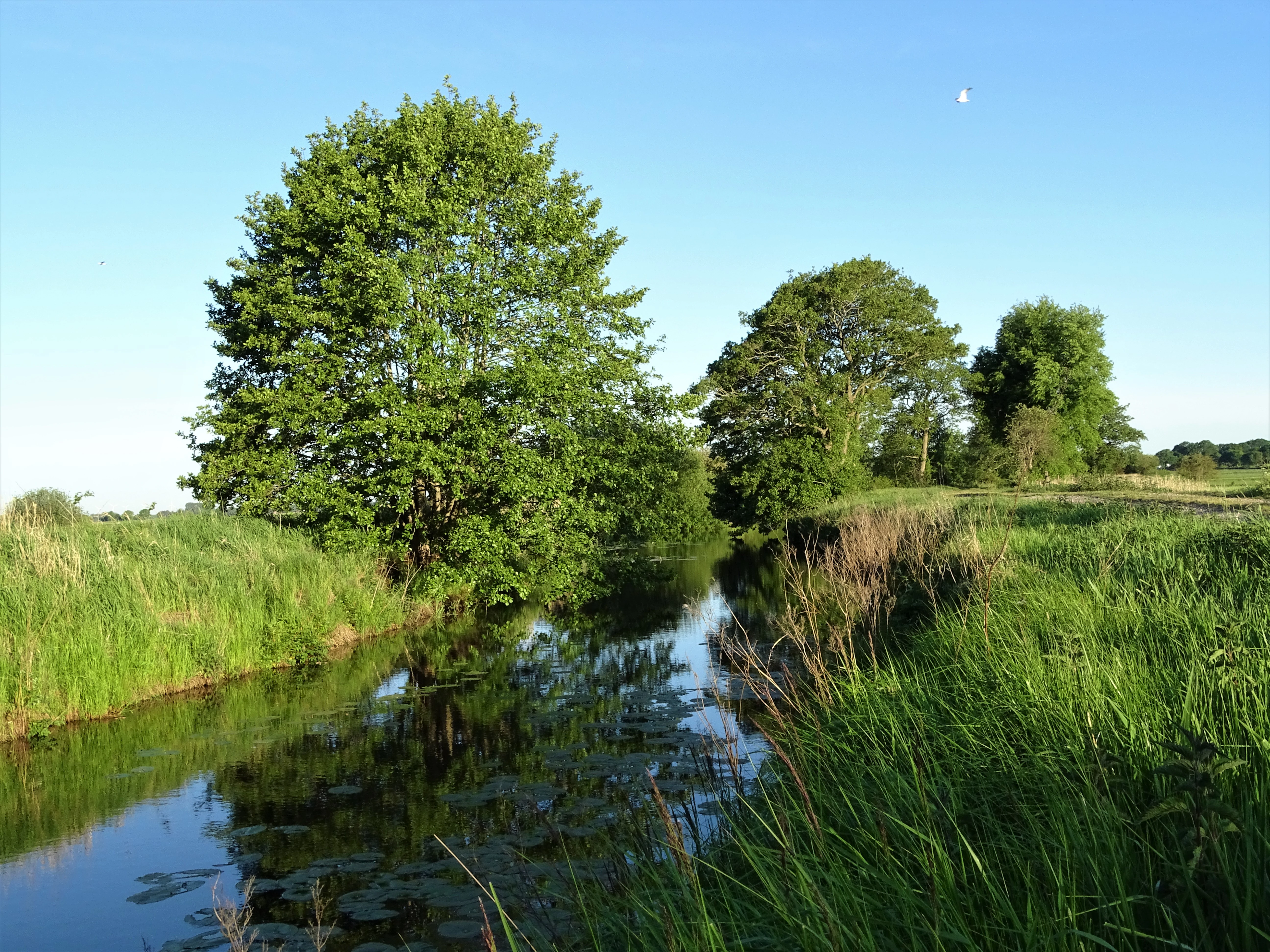 A narrow, calm stream winds through lush green riparian vegetation and deciduous trees under a clear blue sky.