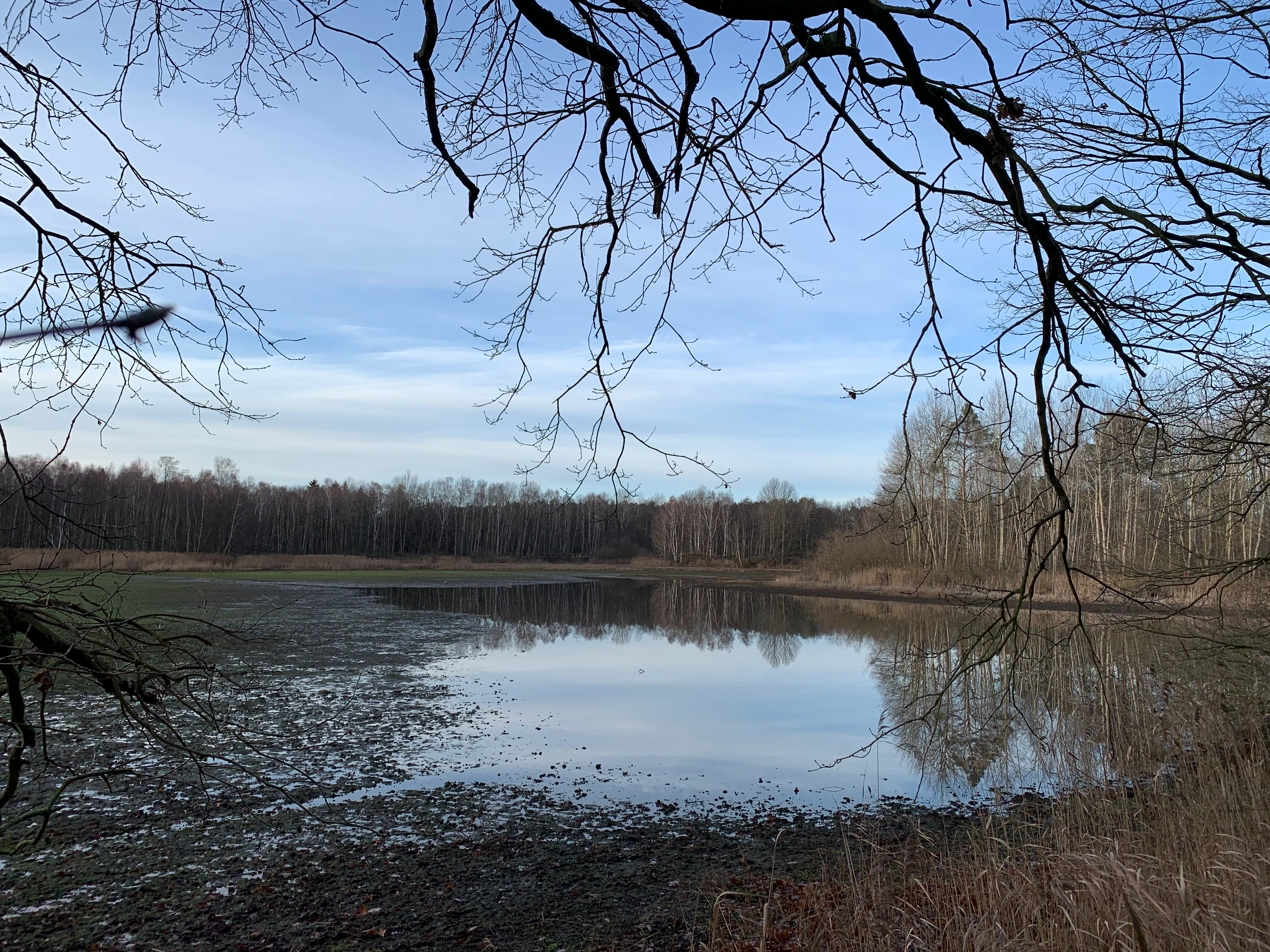 A calm, shallow pond in the Teichlandschaft Buchwäldchen-Muckwar nature reserve, framed by bare tree branches in the foreground and a dense forest in the background under an overcast sky.