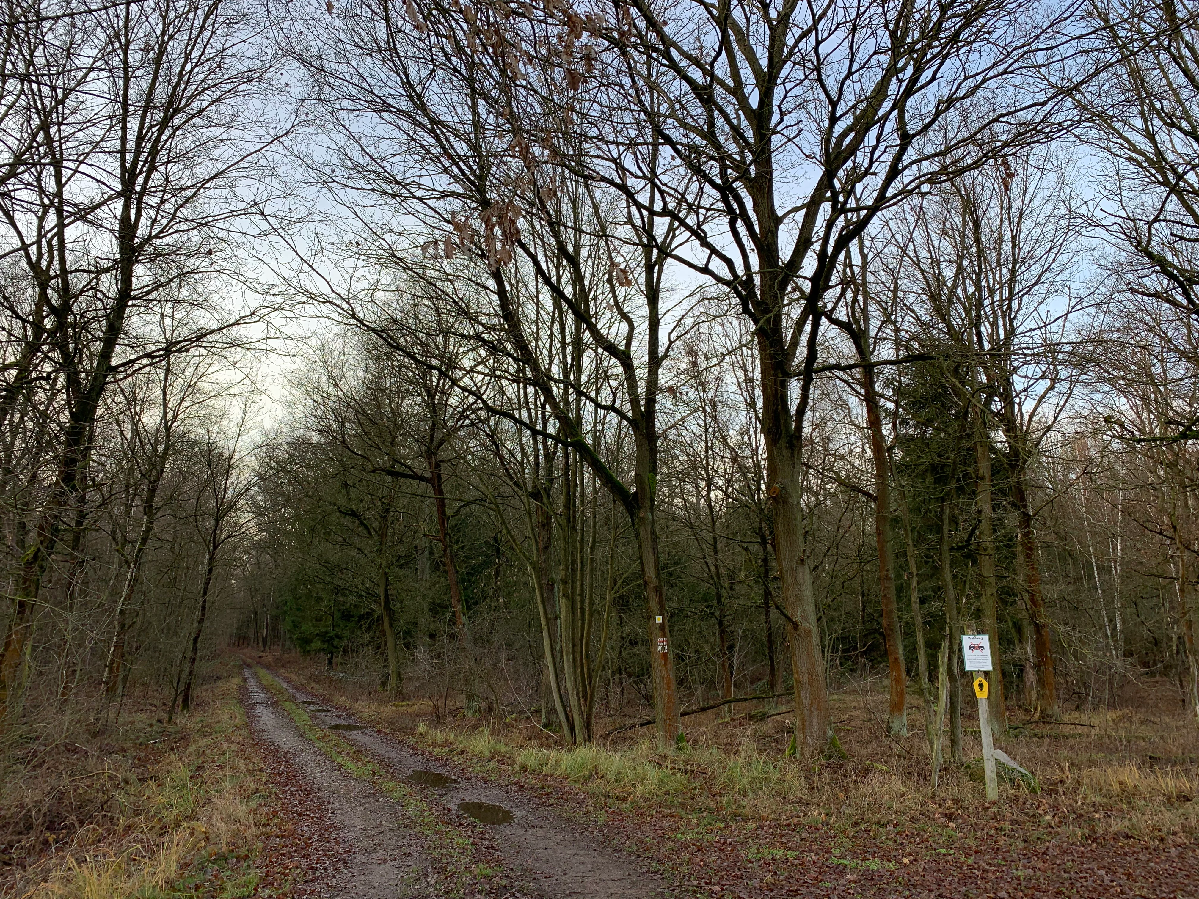 A dirt forest path leads into a dense deciduous forest during late autumn or winter, with a small white trail marker sign on a post in the foreground.