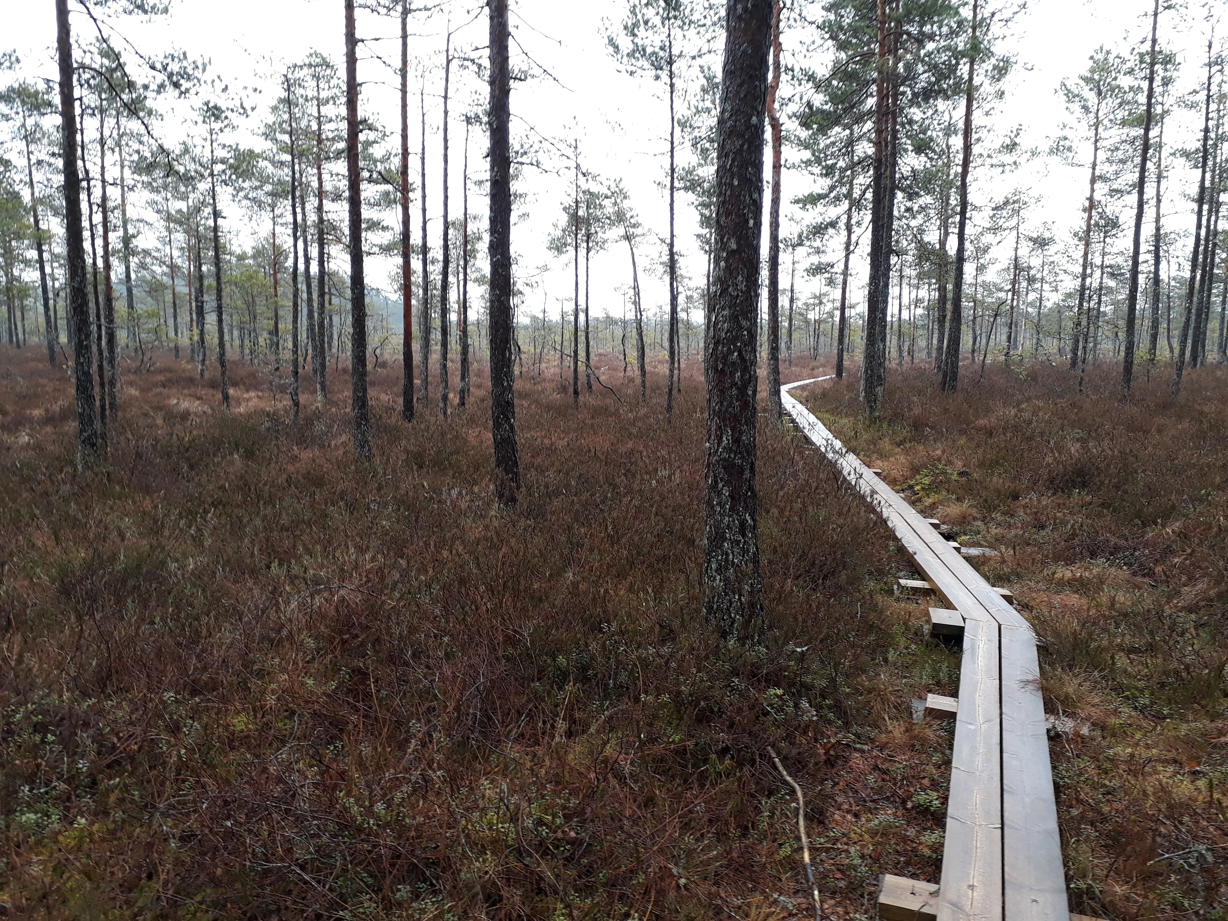 Wooden boardwalk winding through a bog with pine trees and brown vegetation under overcast sky