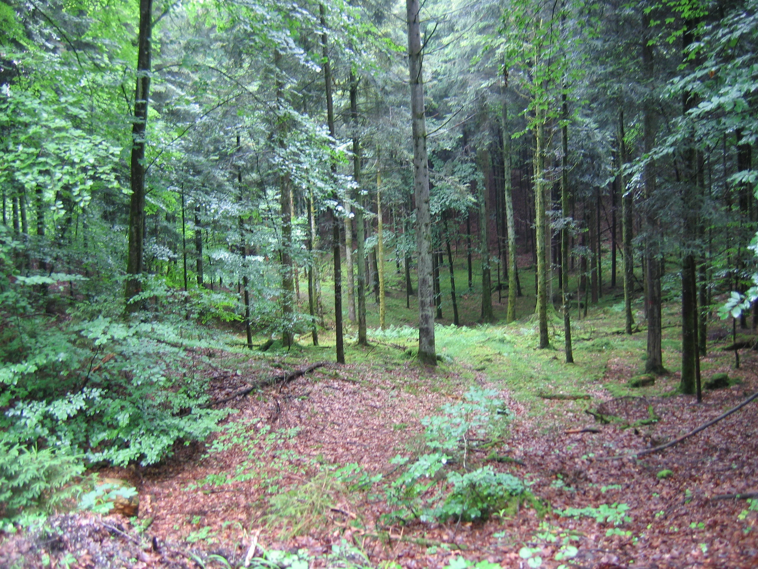 A forest scene showing a shallow, bowl-shaped depression in the ground, covered in forest floor litter and surrounded by dense trees.
