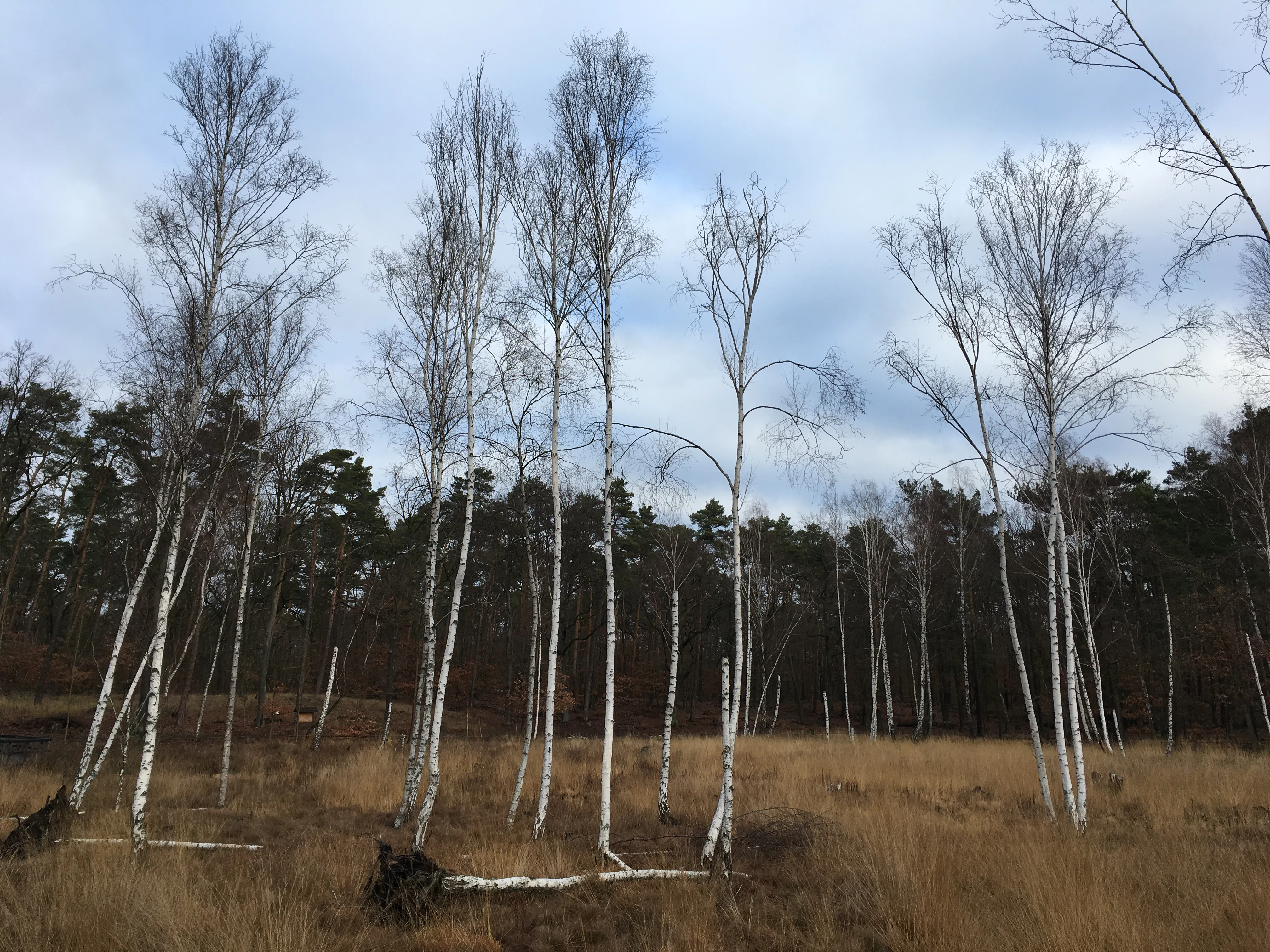 A group of slender, white-barked birch trees standing in a grassy, boggy field with a dense pine forest in the background under an overcast sky.