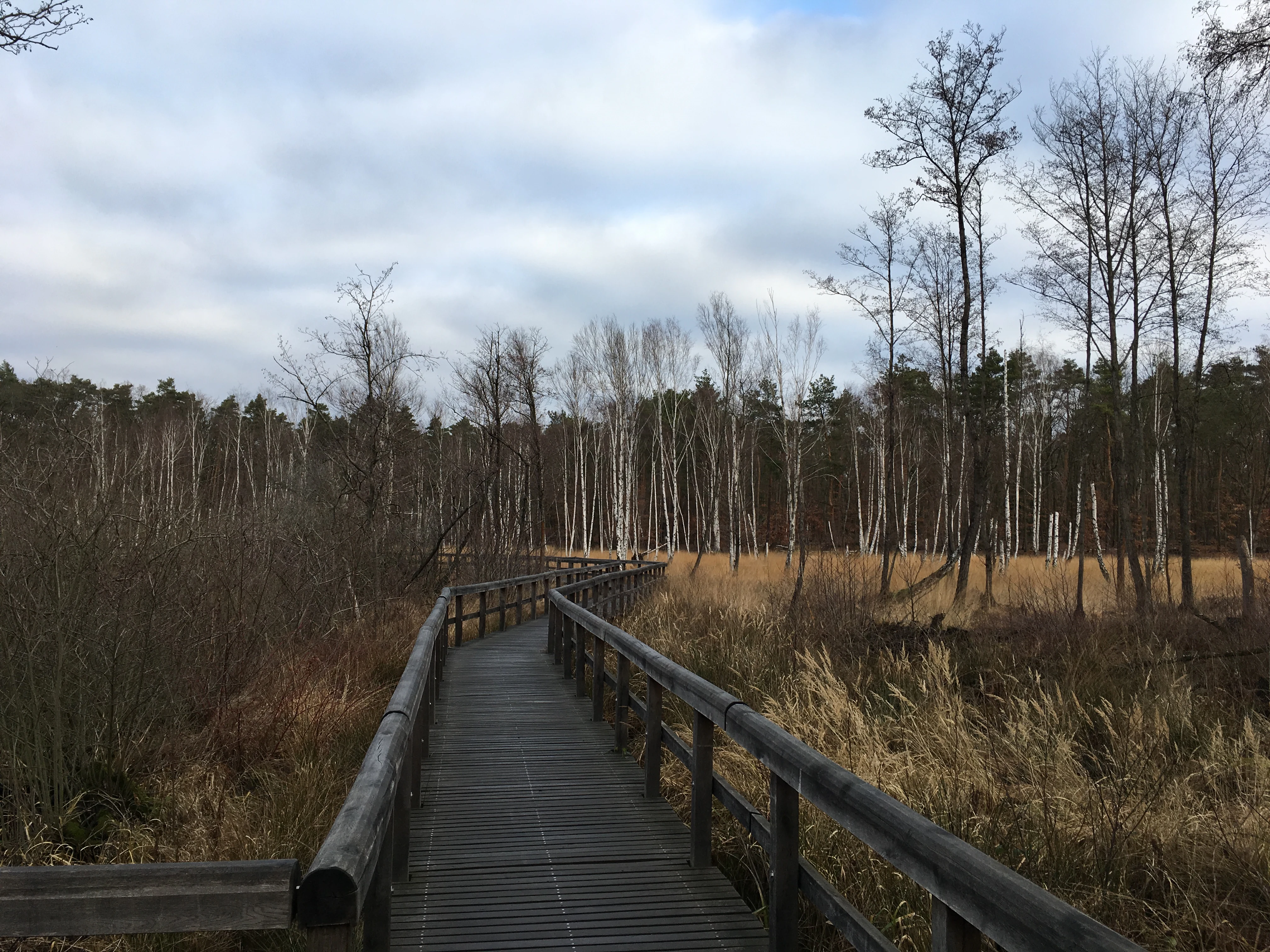 A wooden boardwalk with railings winds through a marshy landscape filled with thin trees and tall, dry grasses under a cloudy sky.