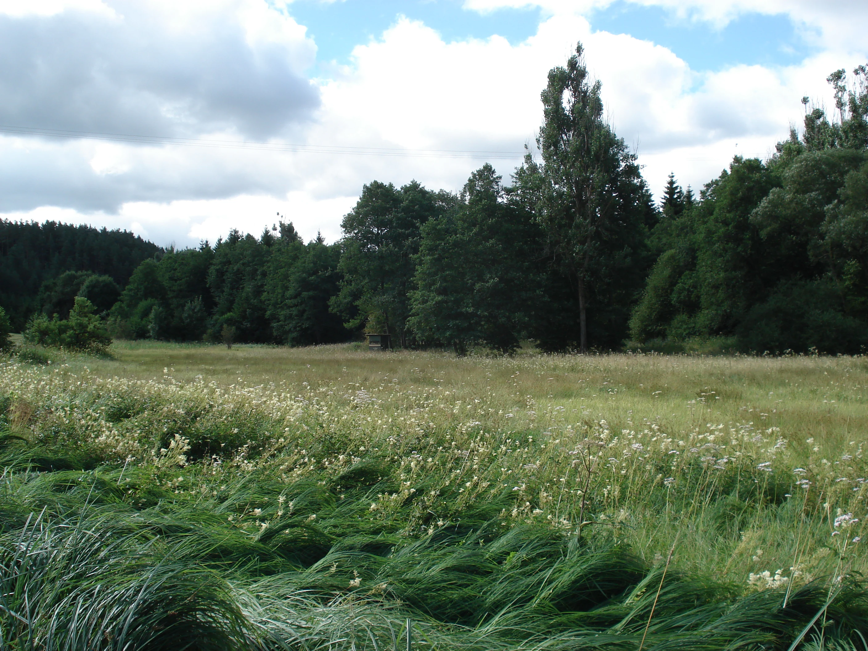 A landscape view of a grassy meadow with wildflowers in the foreground and a dense forest in the background under a cloudy sky.