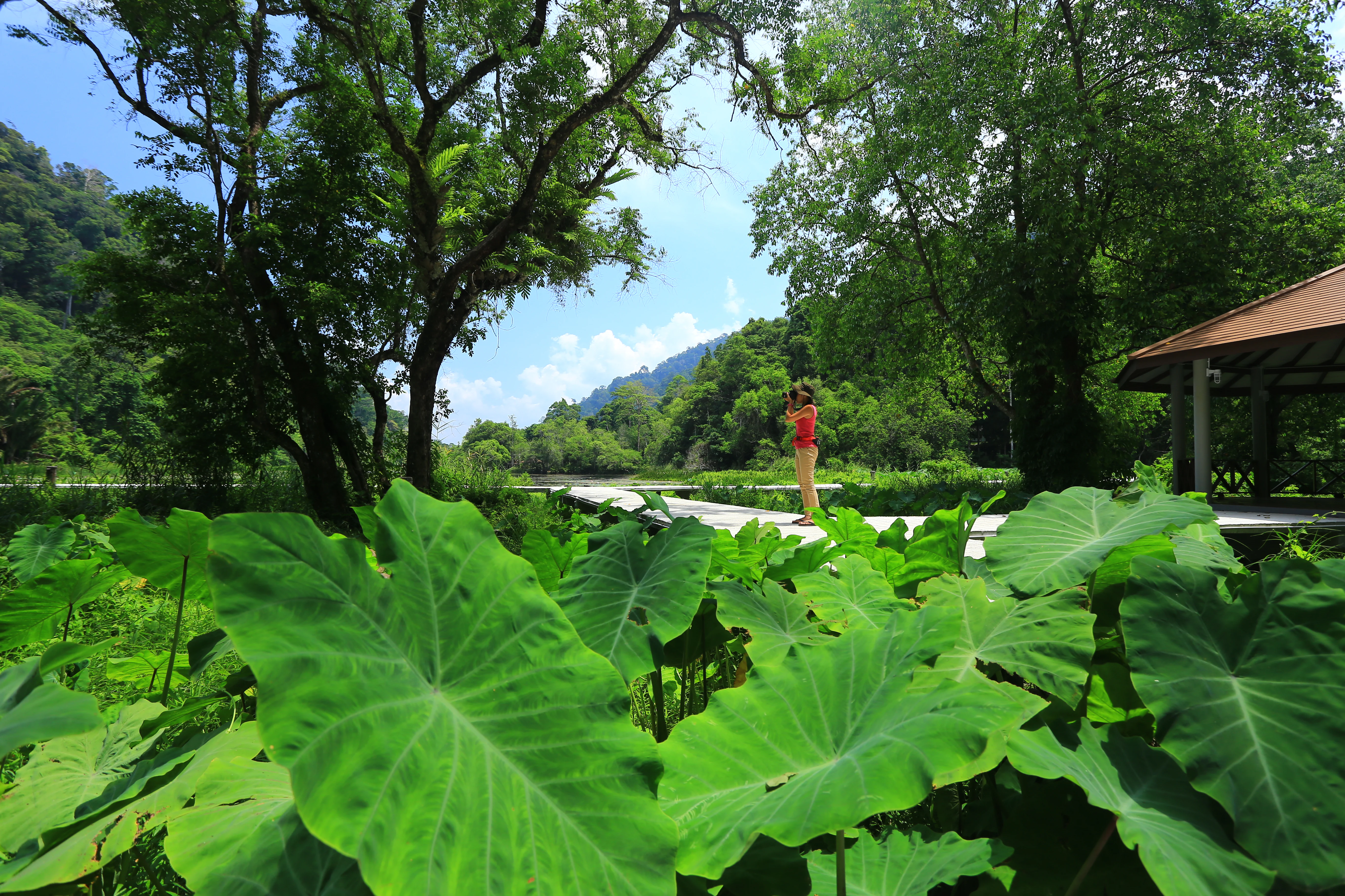 Large green leaves in the foreground, a person standing on a path, a pavilion on the right, and forested mountains in the background under a clear blue sky