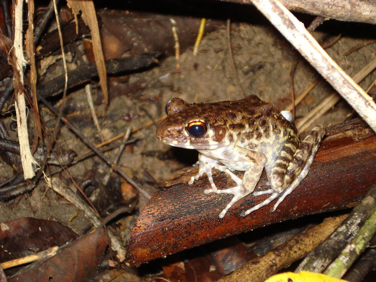 A Pulchrana glandulosa frog with patterned brown and white skin perched on a dark log surrounded by forest debris