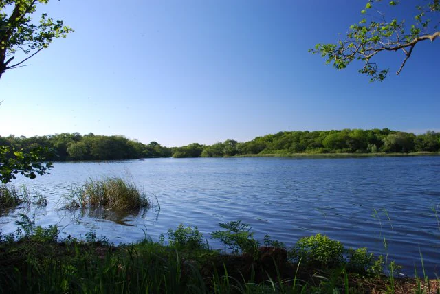 Calm lake surrounded by green vegetation under clear blue sky with tree branches framing the scene