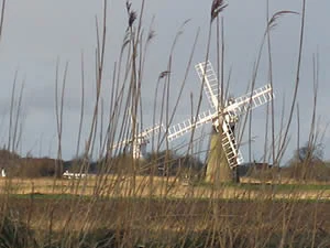Windmill with white sails behind tall reeds in an open field under a clear sky.