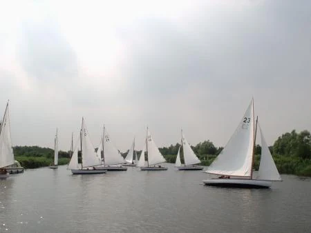 Several sailboats with white sails on calm water with green shoreline vegetation in the background