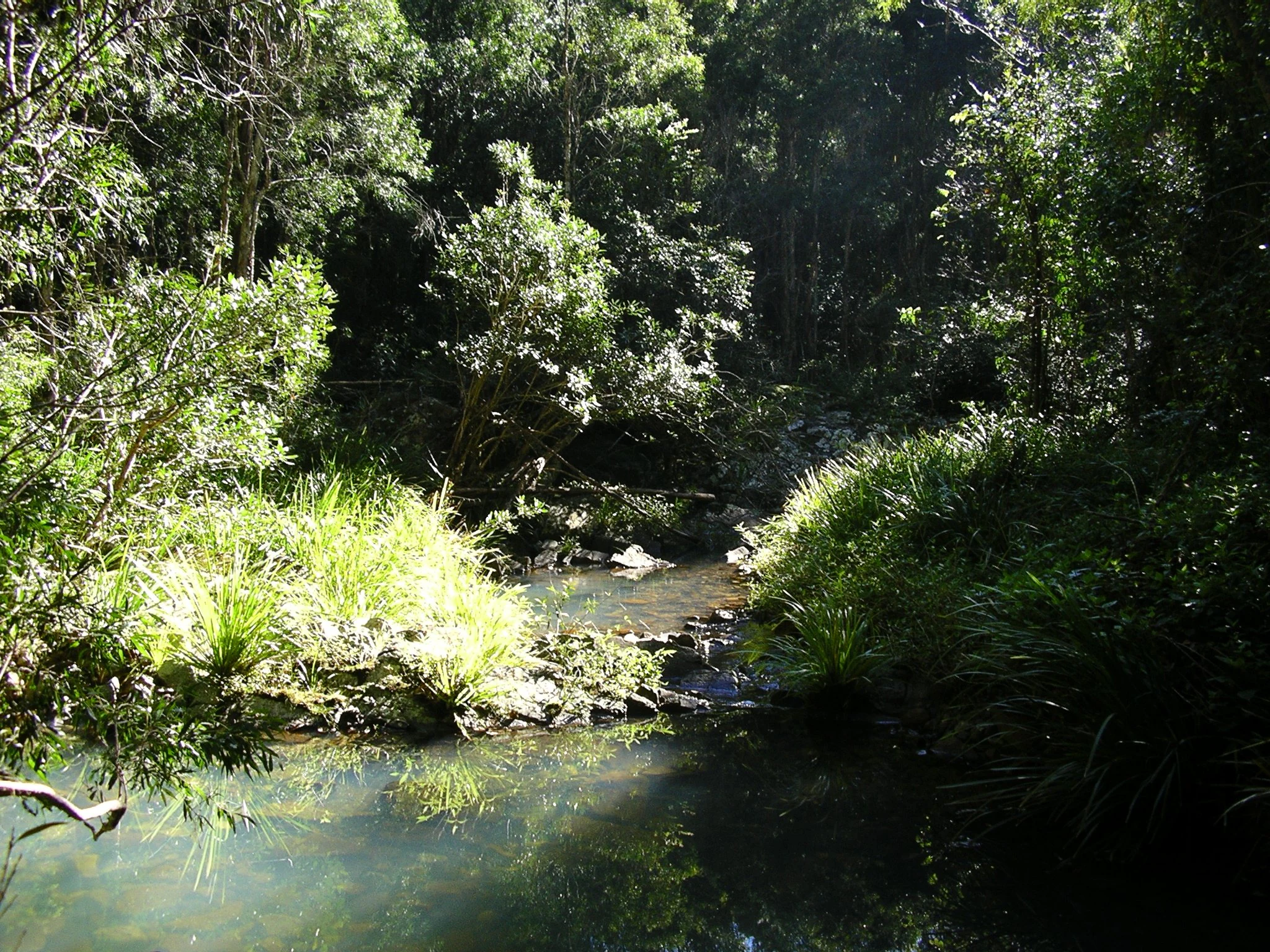 A small, calm creek winding through a shaded, lush Australian forest with dense green foliage.