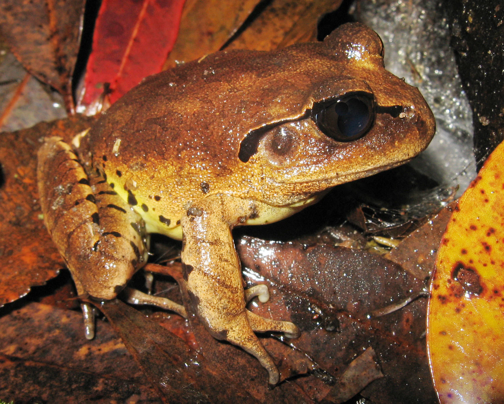 A close up view of a Great Barred Frog with brown and yellowish mottled skin sitting among fallen, wet leaves.
