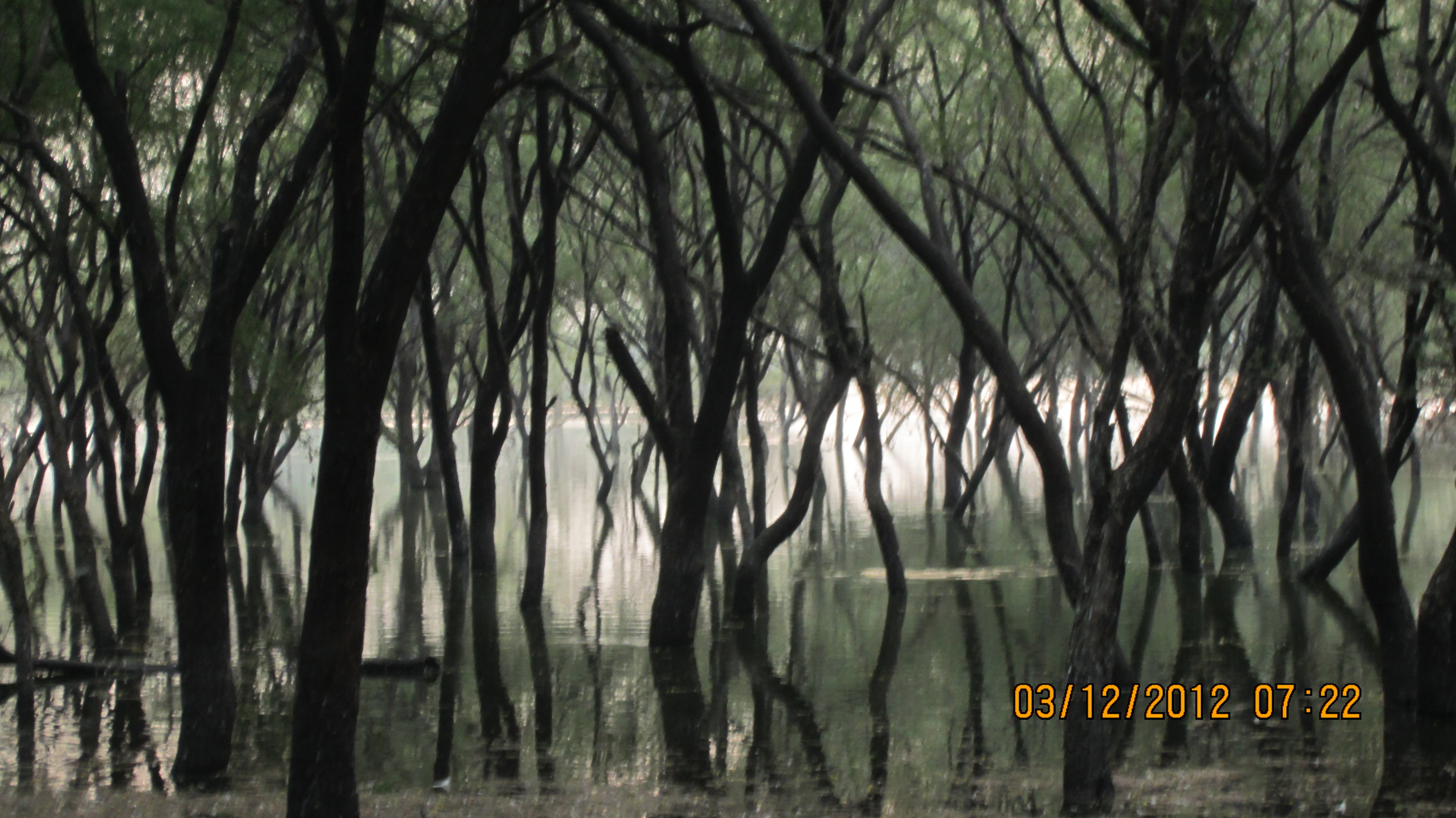 A grove of trees growing in shallow water at Thol Lake, with thin dark trunks and green foliage visible in a misty or overcast atmosphere.