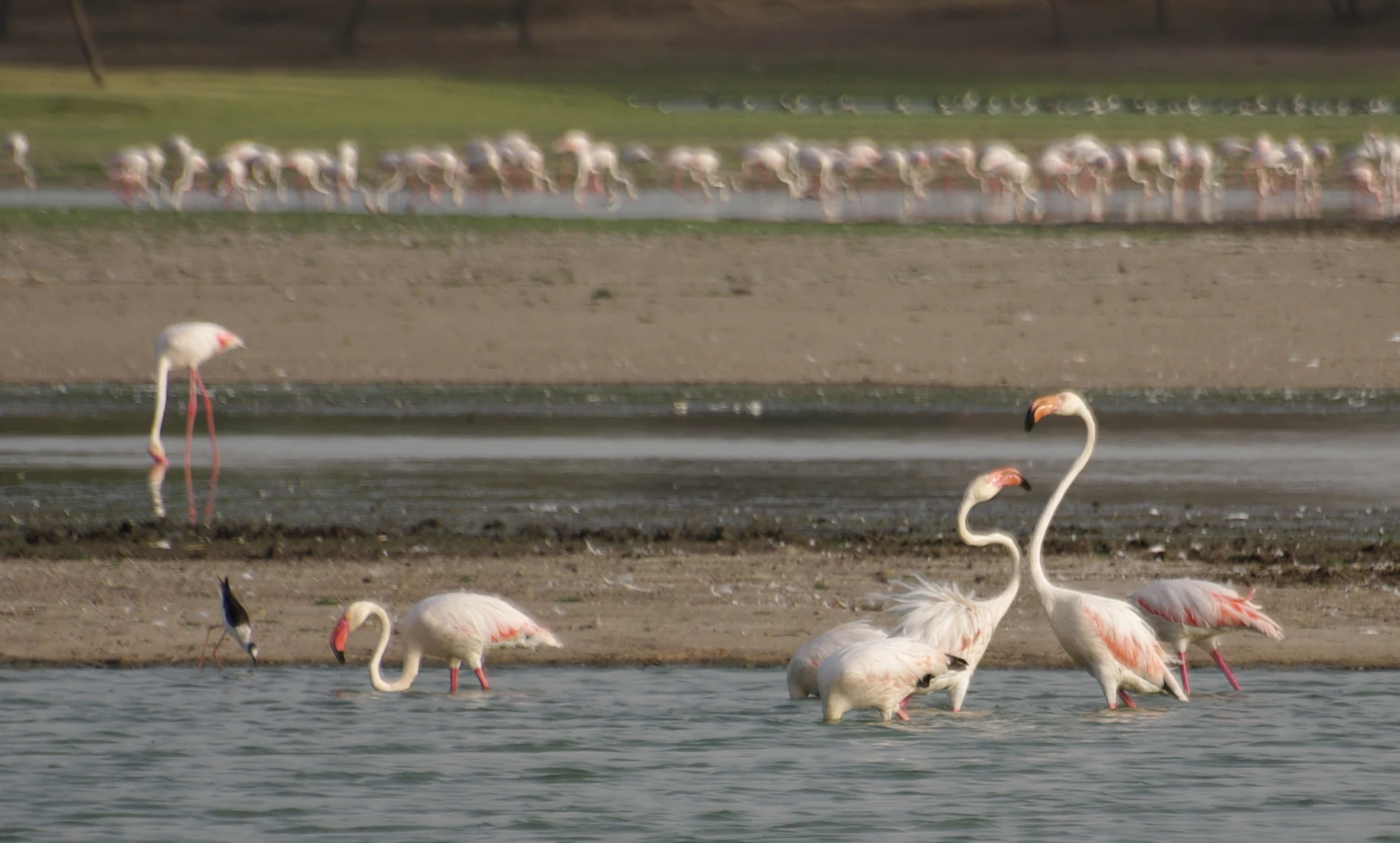 A large flock of flamingos wading in the shallow water of a lake with a sandy shoreline in the background.
