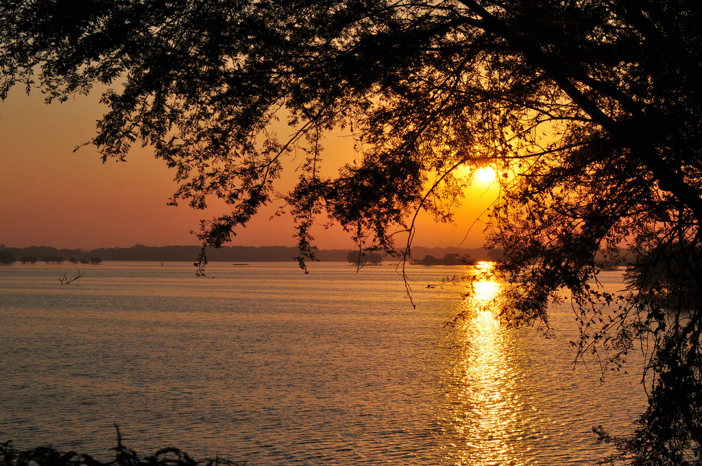 A silhouetted tree branch hangs over a calm lake at sunset, with the sun low on the horizon casting a golden reflection on the water.
