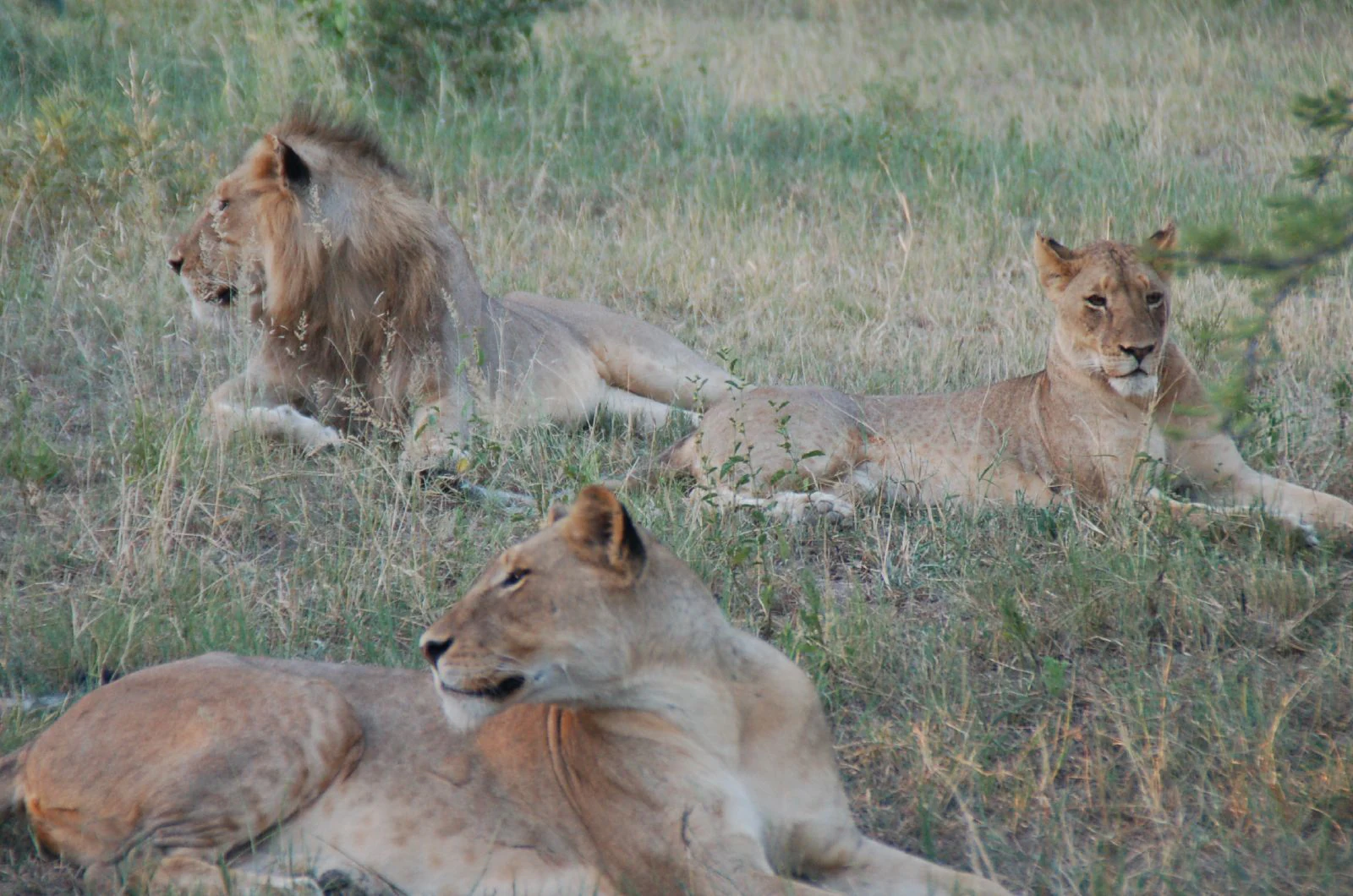 A group of three lions, including a male with a mane, resting in dry grass in an open field.