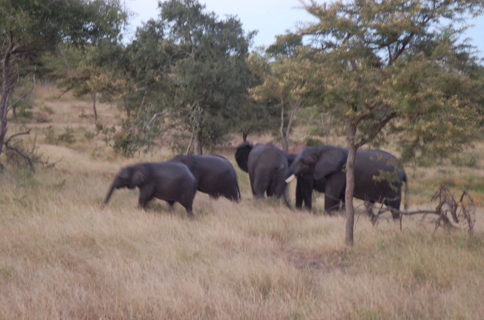 A group of African elephants walking through dry, tall grass in an open woodland area.