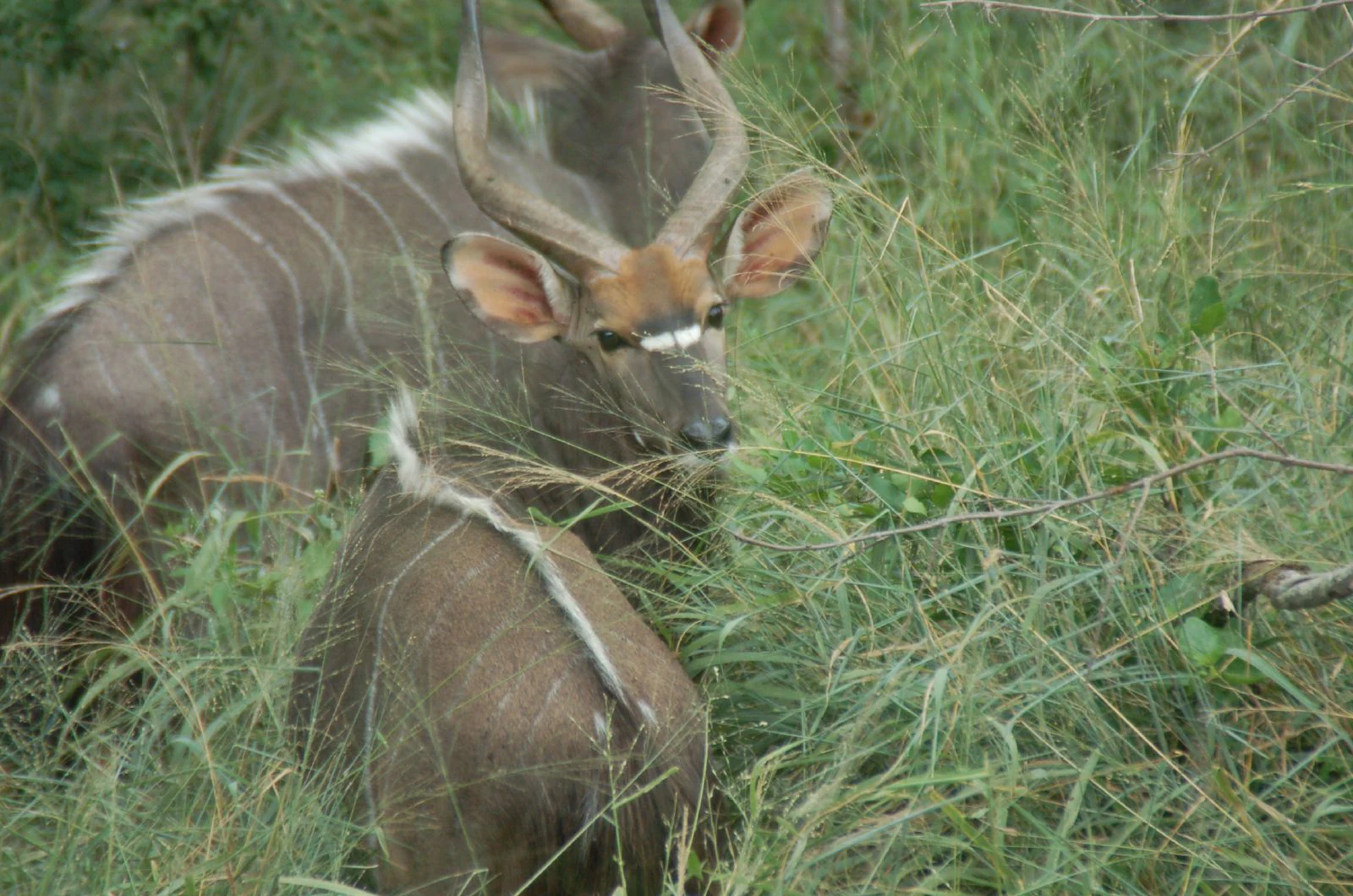 A male nyala antelope with spiral horns grazing in dense green grass, viewed from above.