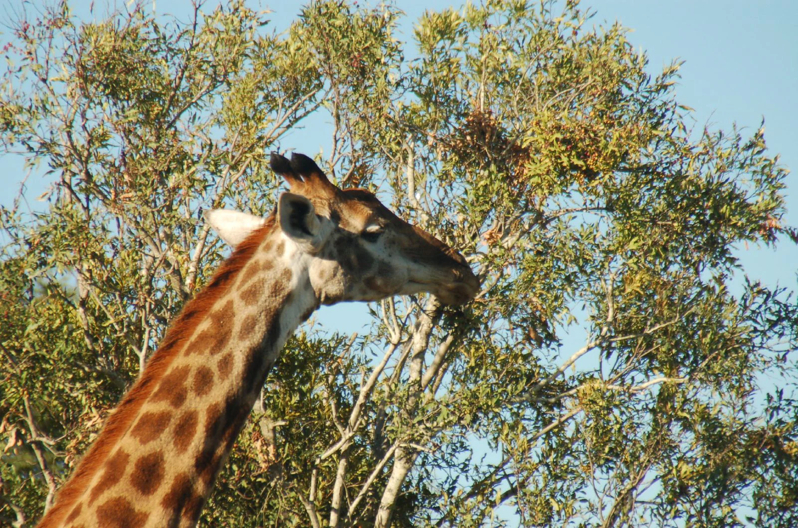 A close-up view of a giraffe reaching up to feed on the leaves of a tall tree against a clear sky.