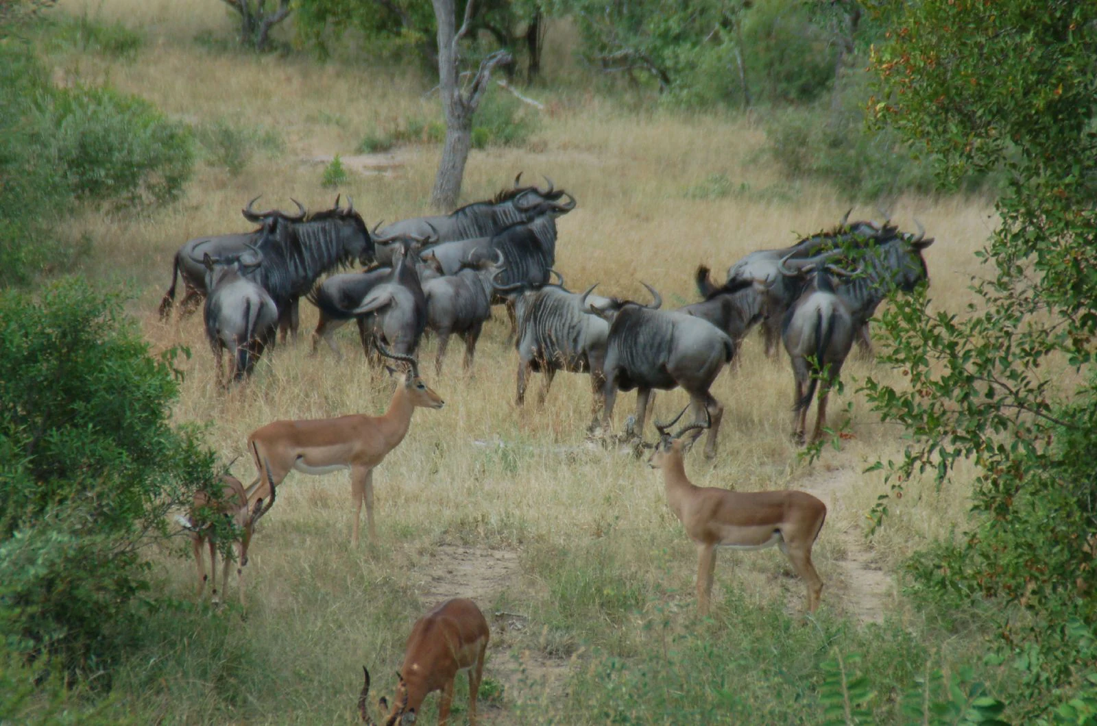 A group of blue wildebeest and several impala standing and grazing in a grassy field surrounded by scrub and trees.
