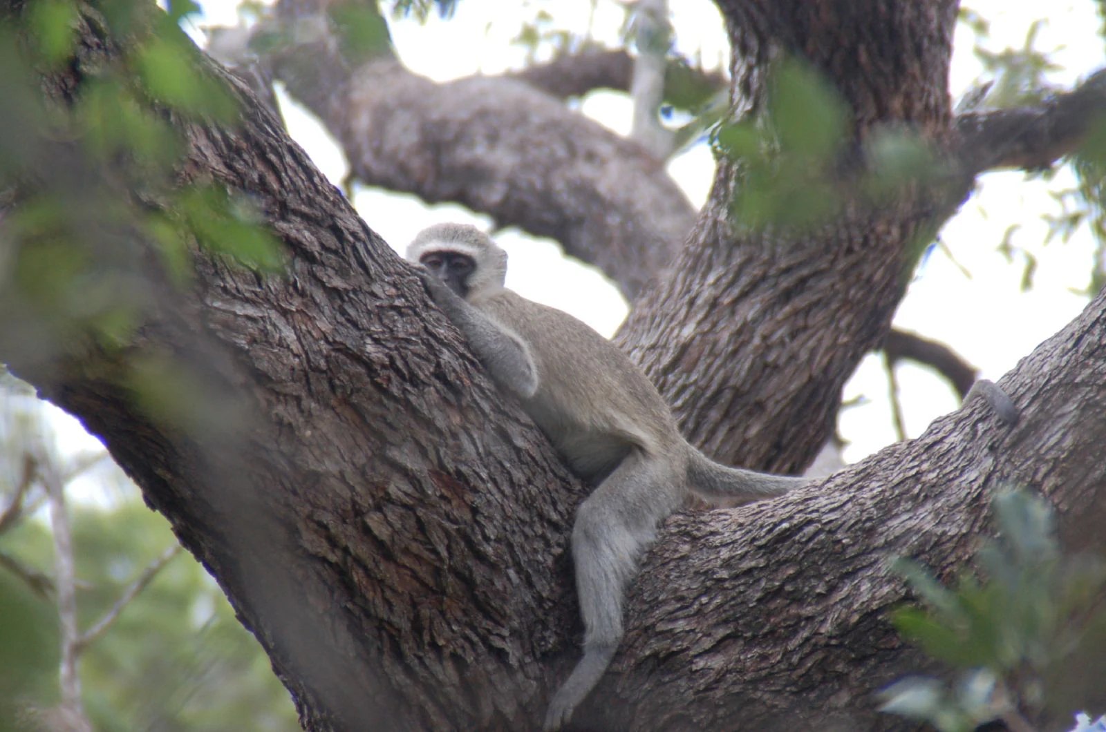 A vervet monkey sits on a thick tree branch, looking toward the camera, surrounded by bark and foliage.