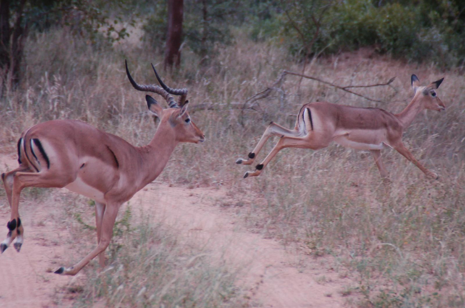 Two impalas, one with prominent horns, captured mid-leap as they cross a sandy trail in a dry, grassy savannah setting.