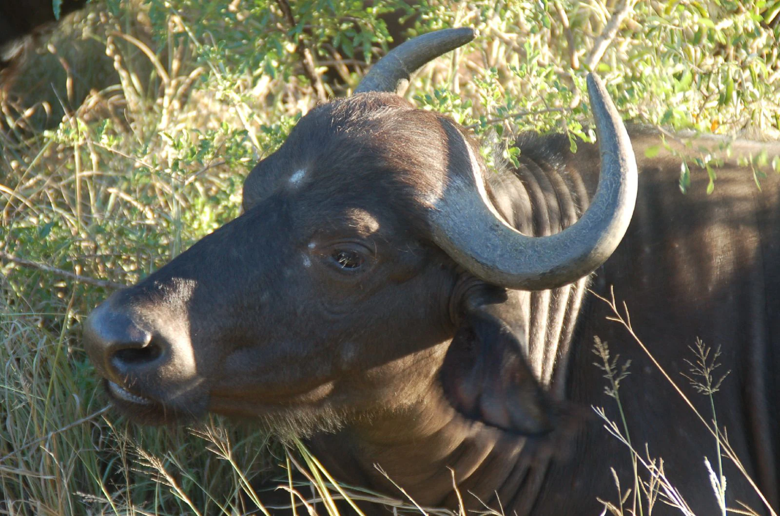 A close up view of a dark Cape buffalo resting in dry savanna grass, showing its signature curved horns.