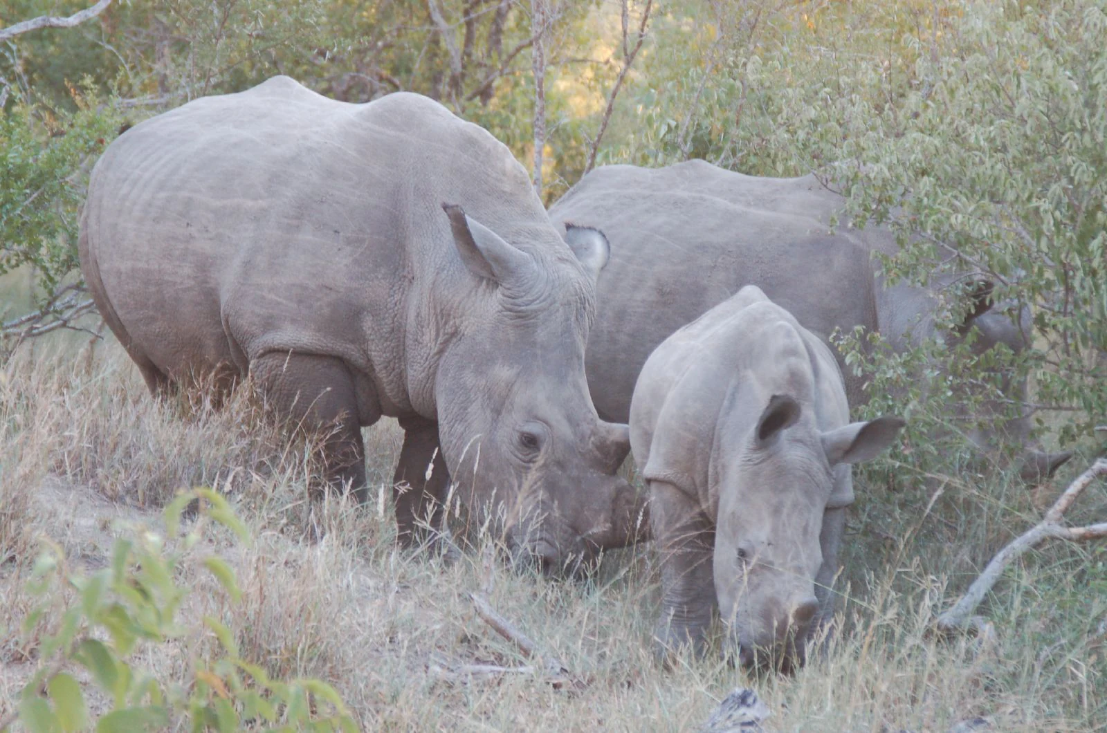 A large adult rhinoceros and a smaller calf standing side by side in tall dry grass and sparse bushes, grazing.