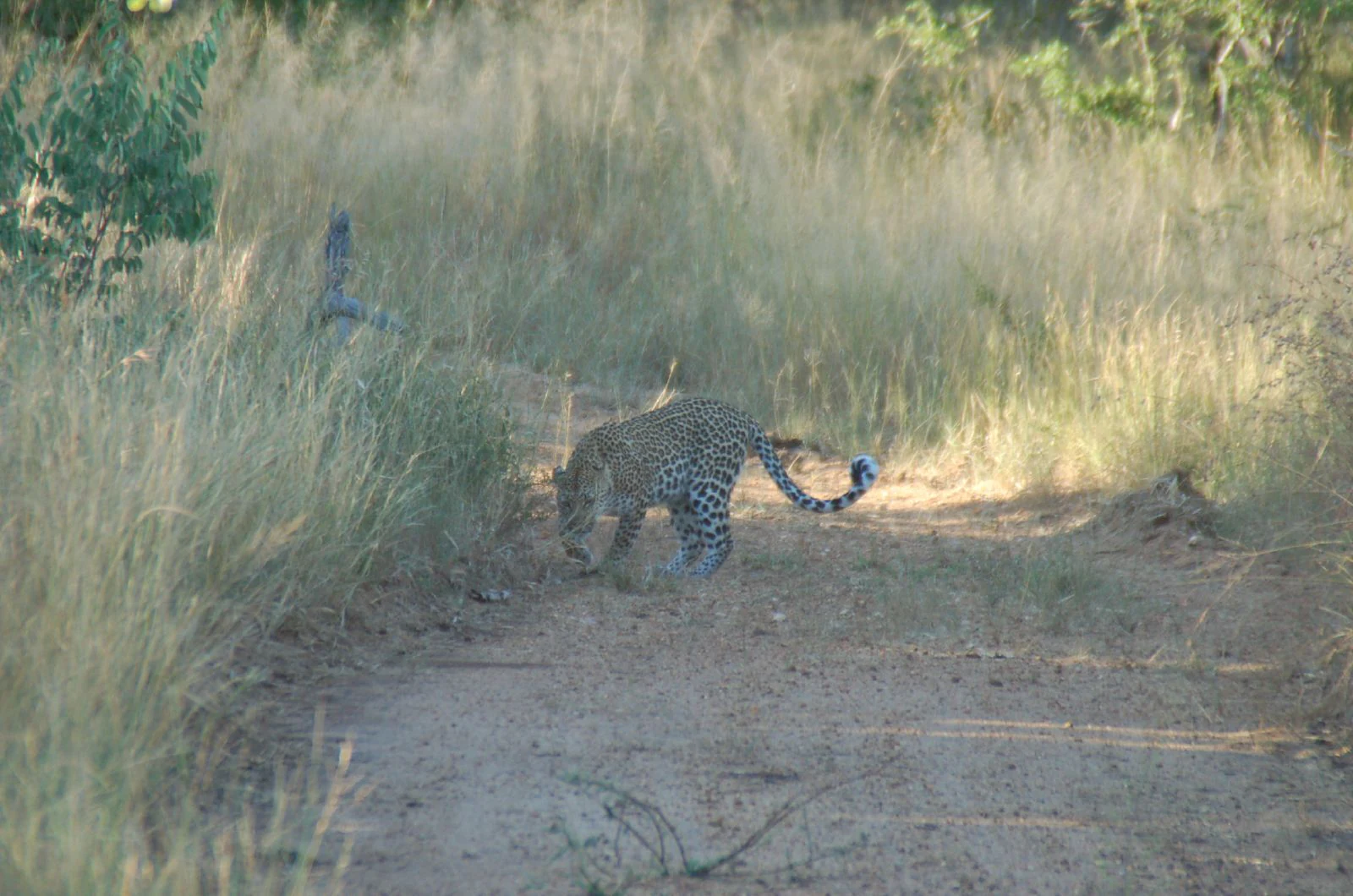A spotted leopard walking on a sandy dirt path bordered by tall dry grasses.