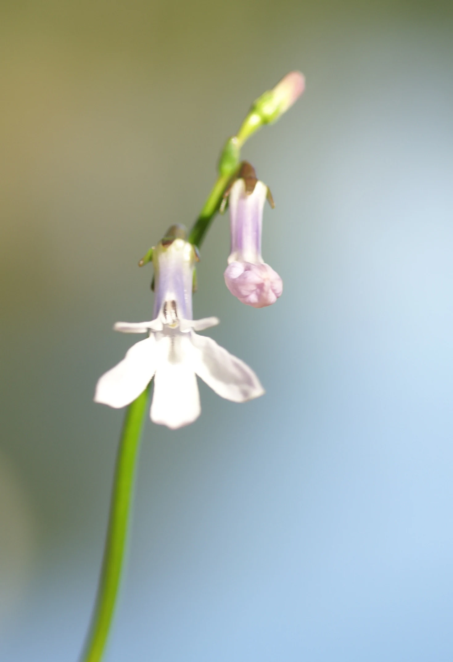 Close-up of a white and purple Lobelia dortmanna flower on a green stem against a blurred background