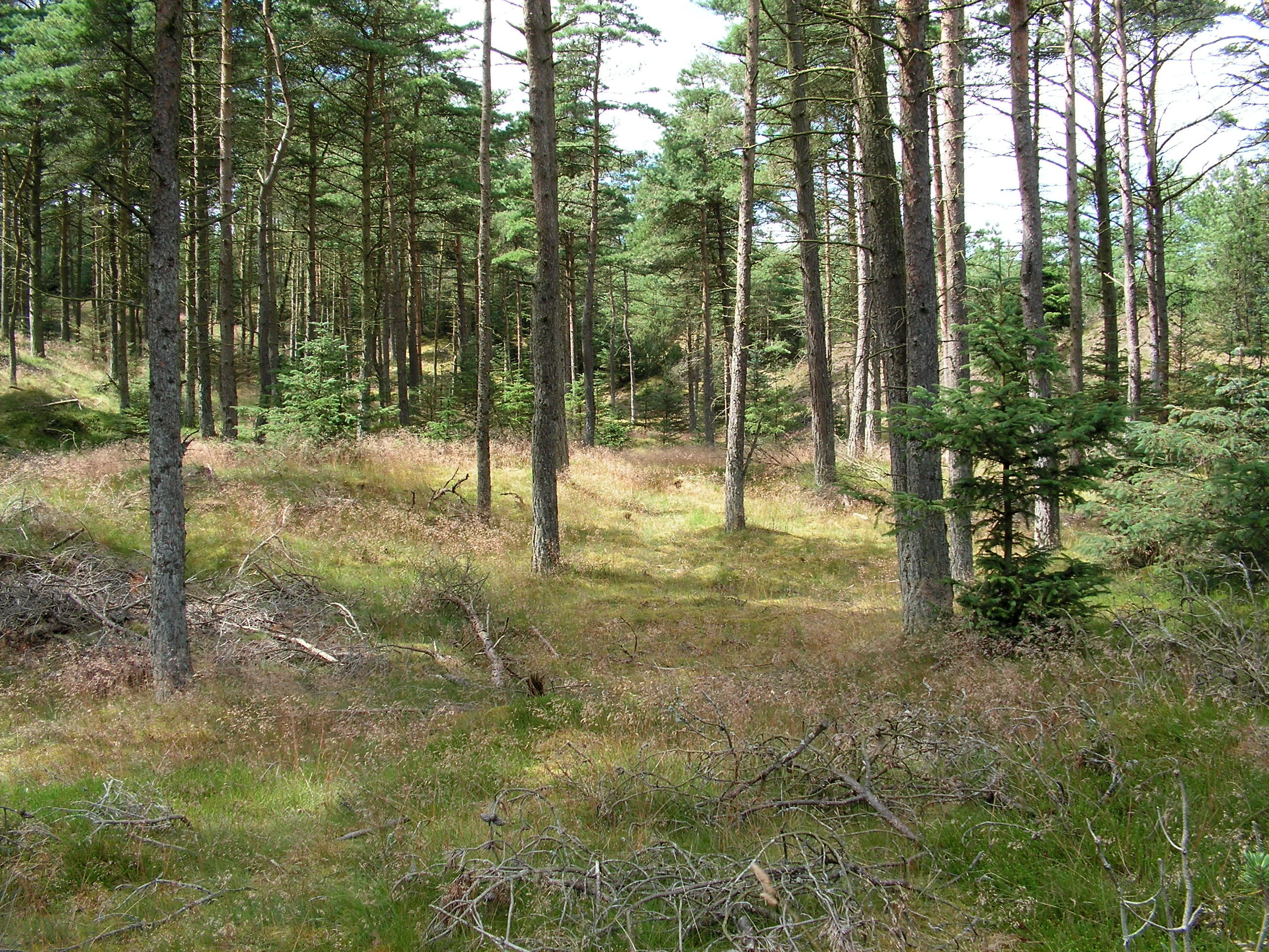 Pine forest with tall trees, grassy areas, and fallen branches