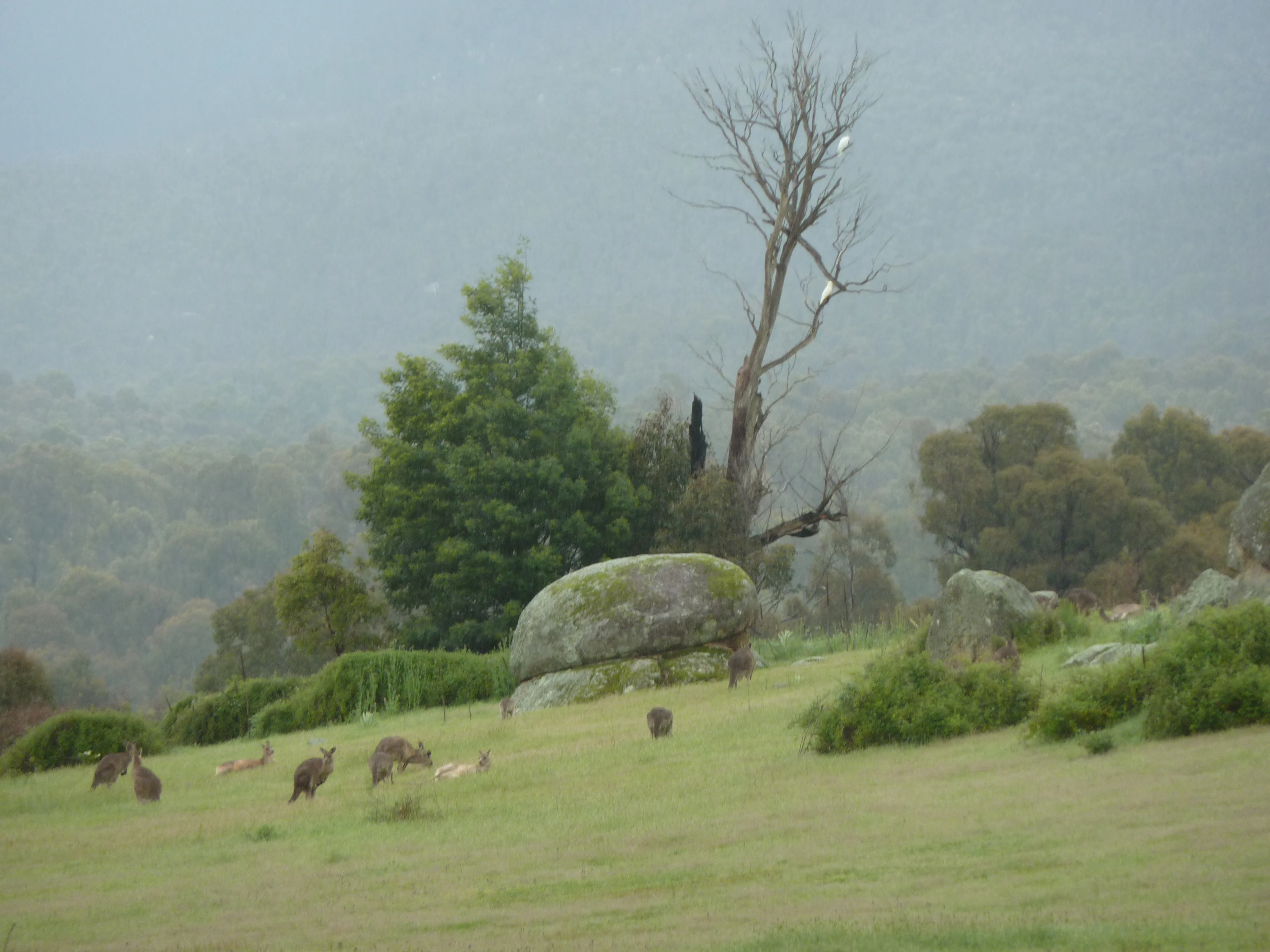 A small group of kangaroos graze on a grassy slope with large granite boulders and a dead tree in the background under an overcast, misty sky.