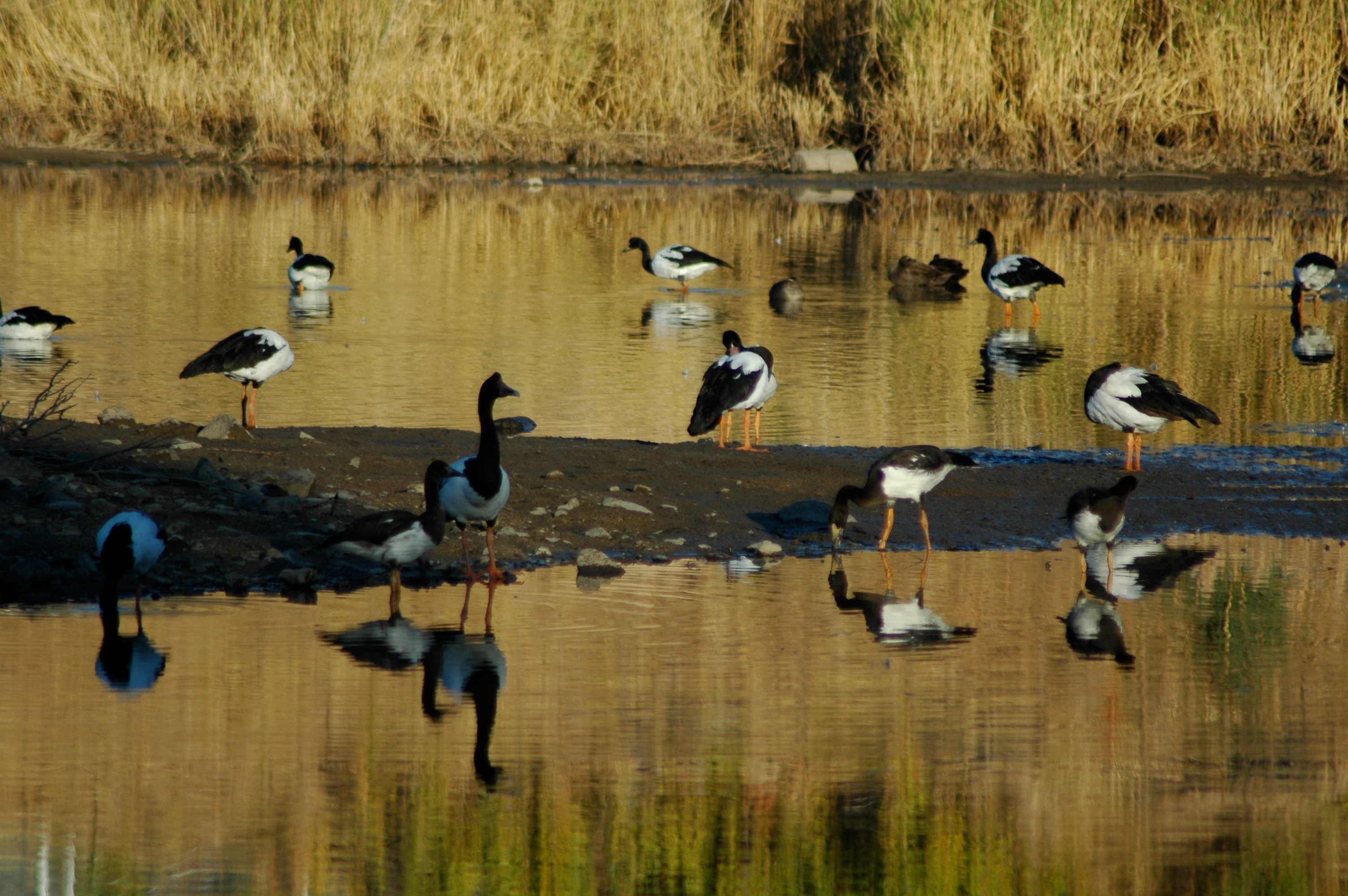 A group of magpie geese with black and white plumage wading and standing on a muddy bank beside a pond, reflected in the calm water.