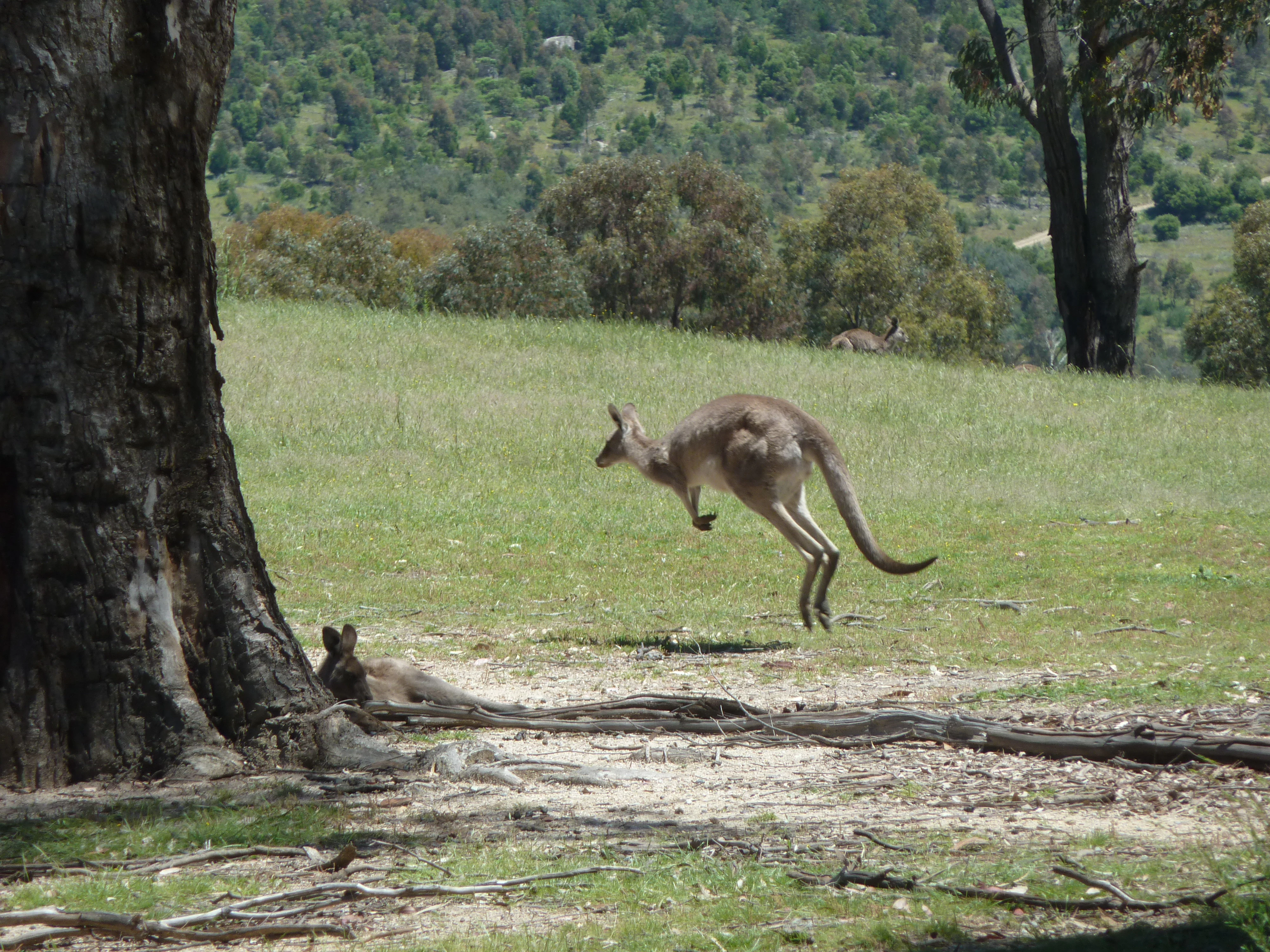 A wild Eastern grey kangaroo in mid-air leap across an open, grassy clearing with another kangaroo resting at the base of a large tree trunk in the foreground.