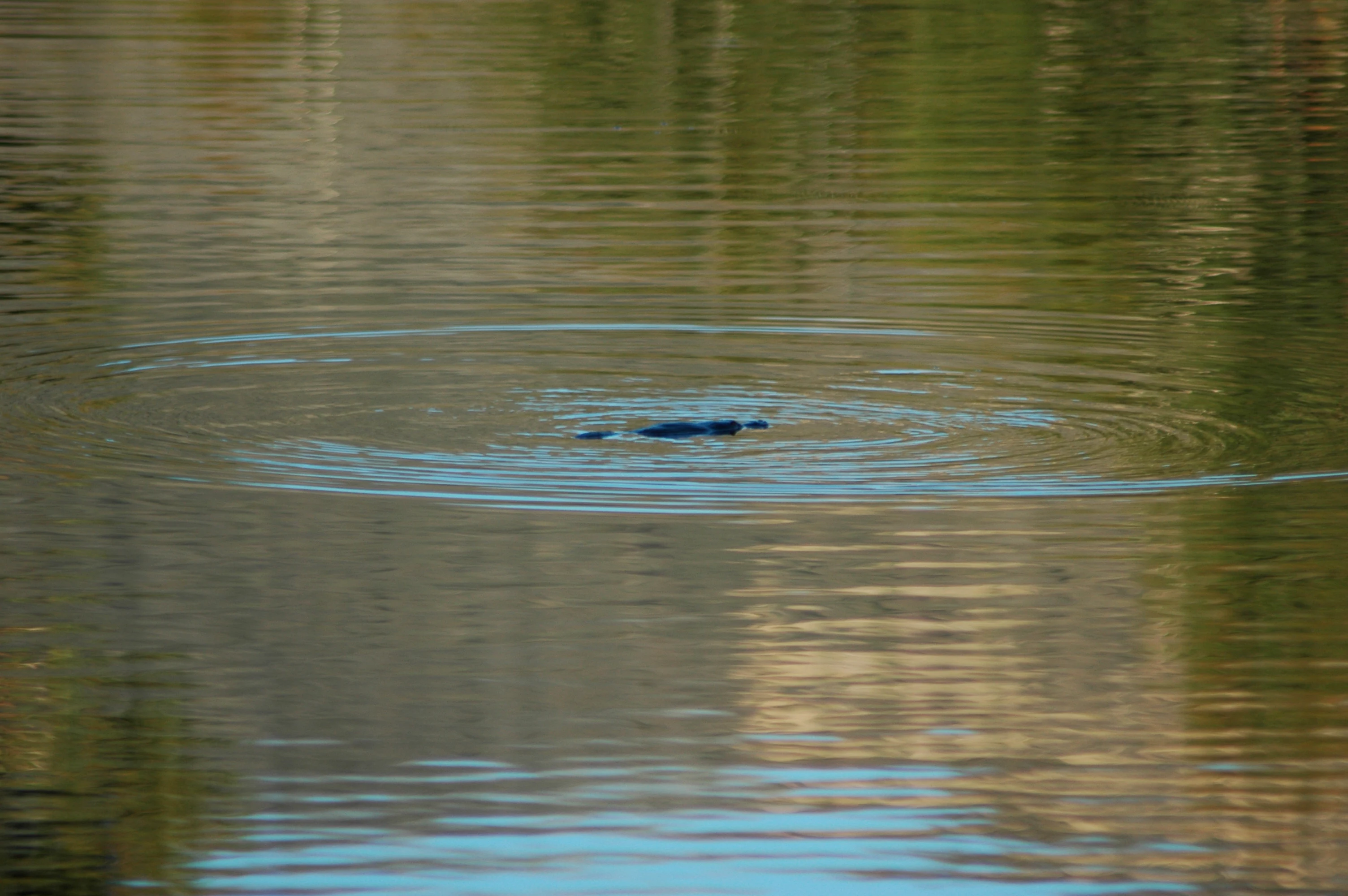 A platypus partially visible on the surface of calm water, surrounded by circular ripples.