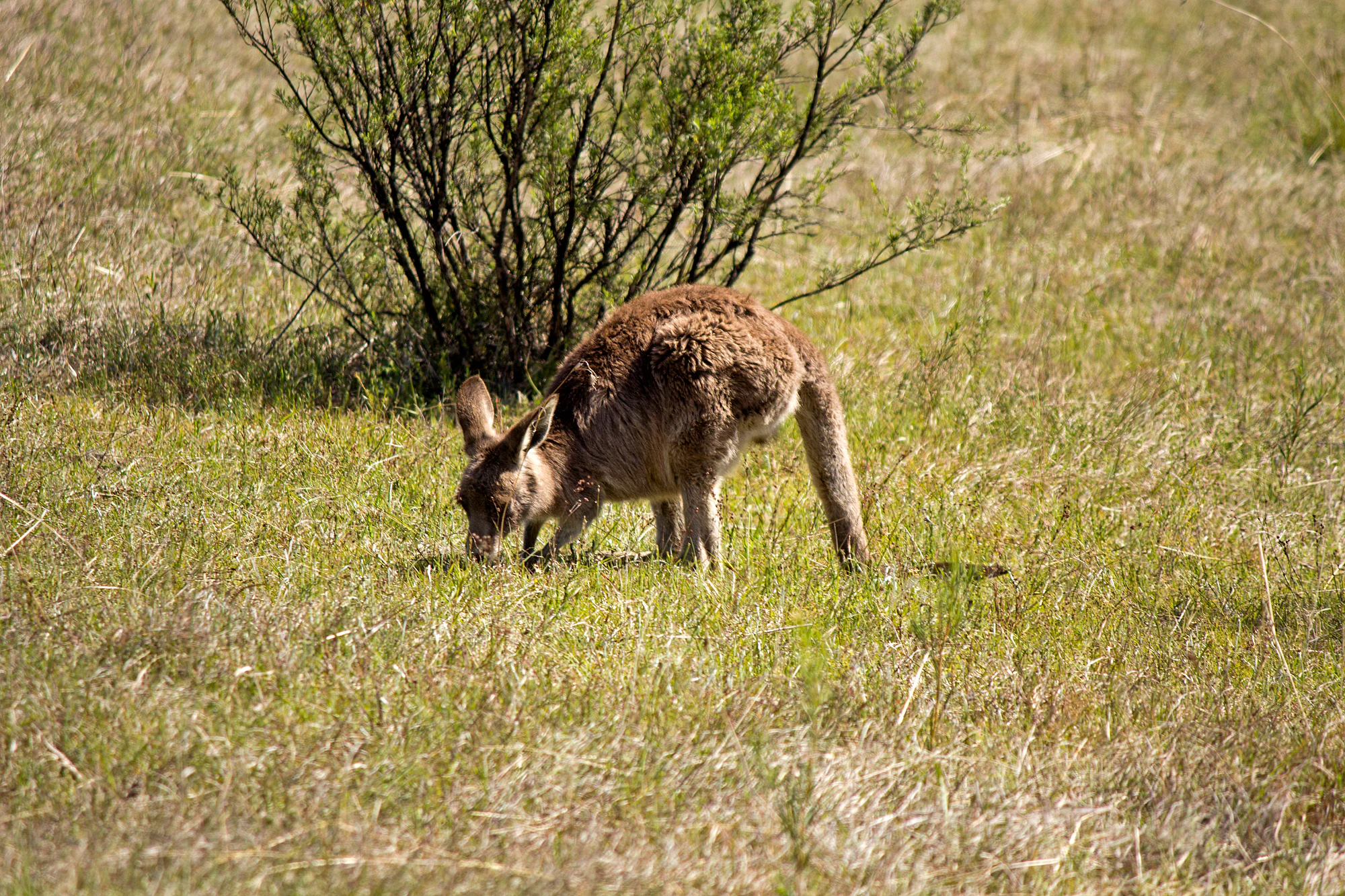 An Eastern grey kangaroo foraging on grass with a small shrub in the background.