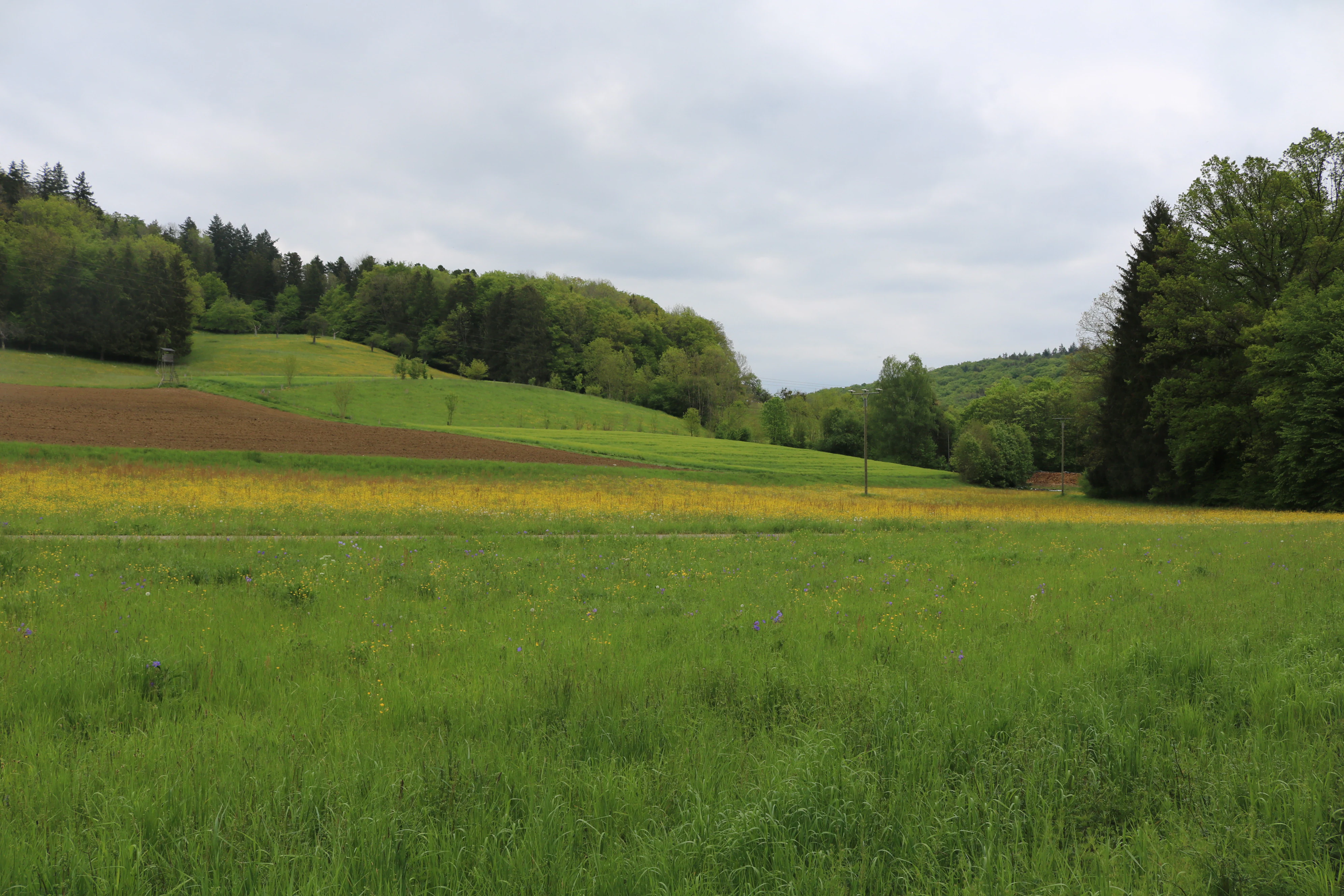 A landscape view of open green meadows with scattered trees and dense forest edges under a cloudy sky.