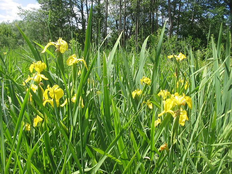 Yellow flag iris in Tiefwerder Wiesen