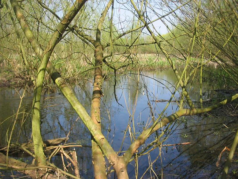 Toter Mantel backwater