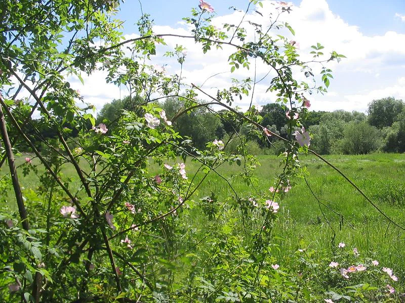 Dog rose in Tiefwerder Wiesen