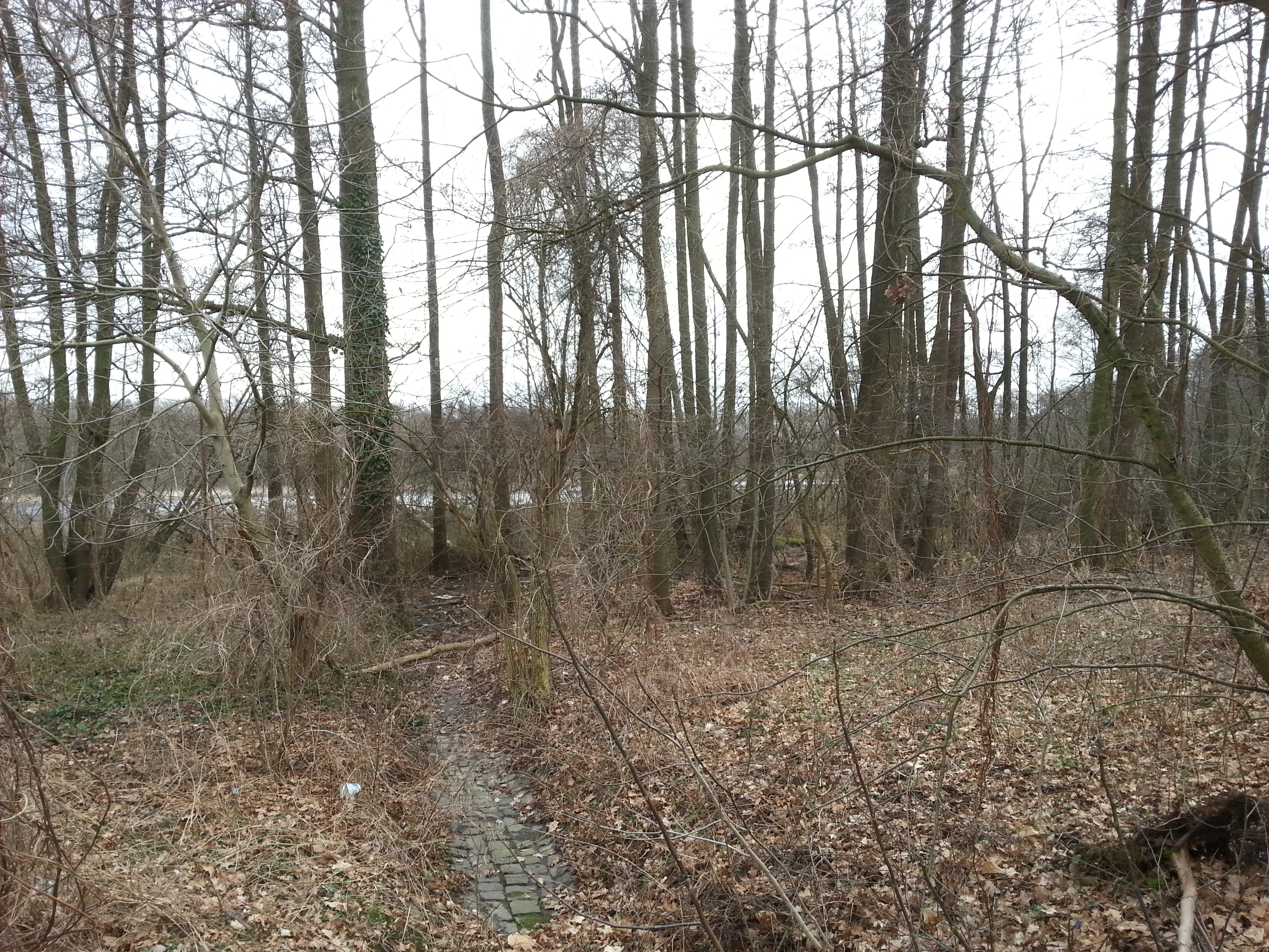 A view through dense leafless trees toward the Krebssee water surface in the Tiergarten nature reserve.