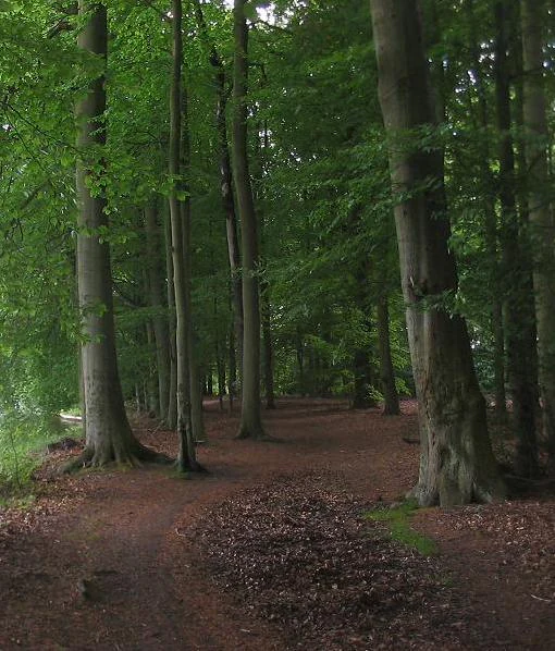 A dirt trail winds through a forest of tall, mature trees with dark trunks and a lush green canopy, with the ground covered in brown fallen leaves.