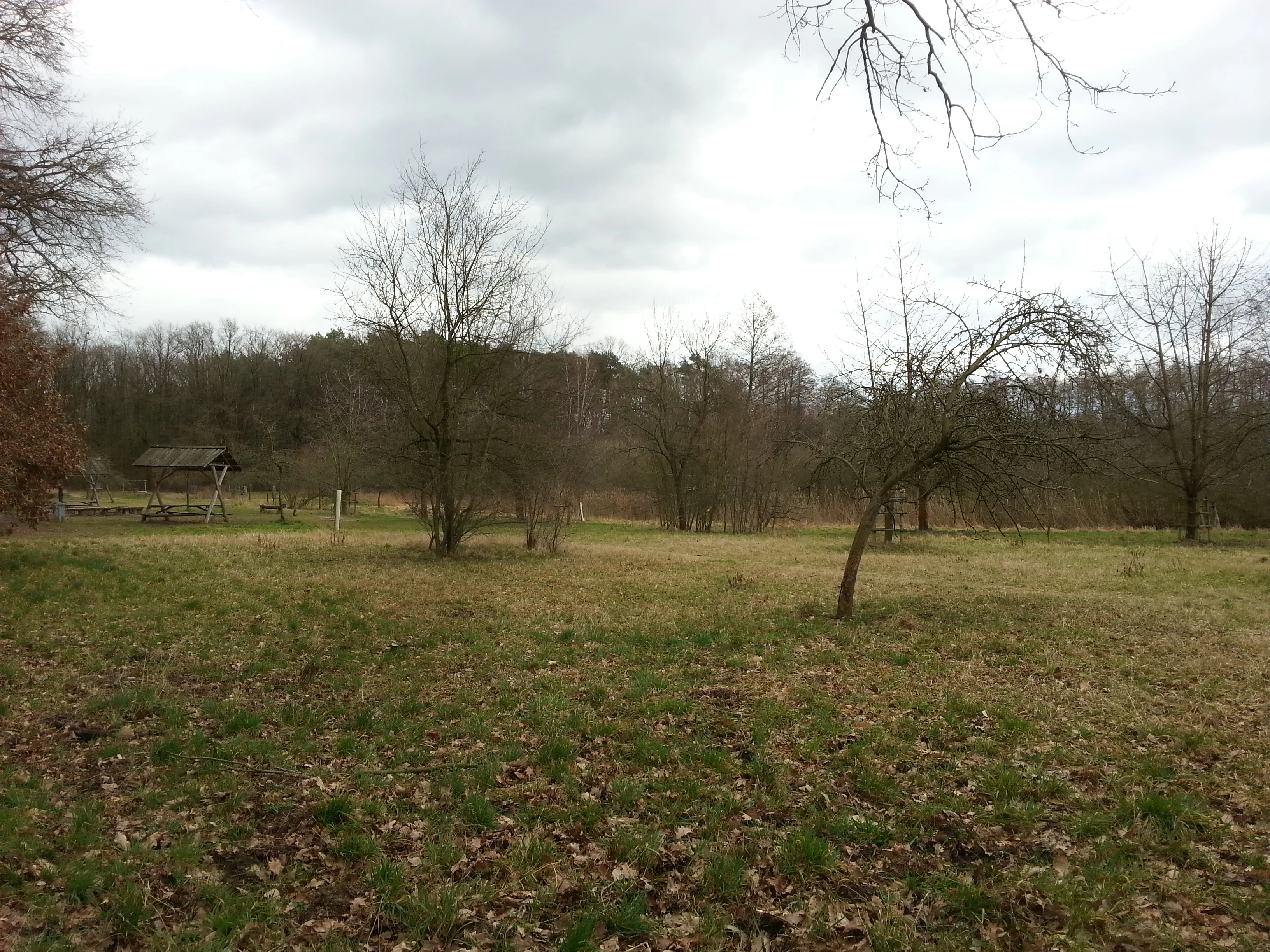 A wide view of a dormant meadow with scattered deciduous trees, a small wooden picnic structure, and a forest line in the background under an overcast sky.