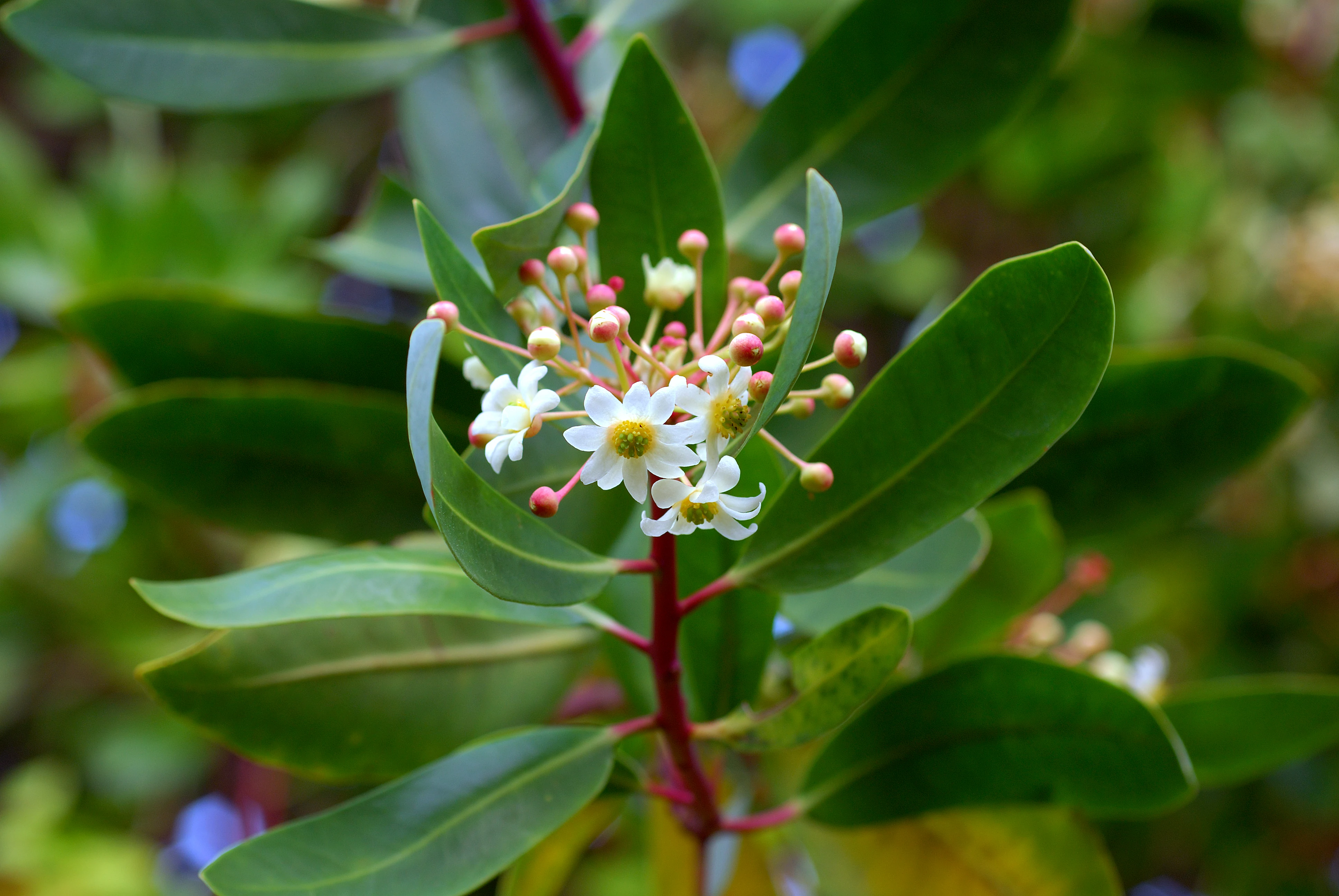 Close-up view of Drimys winteri plant with white flowers and pink buds on green leaves