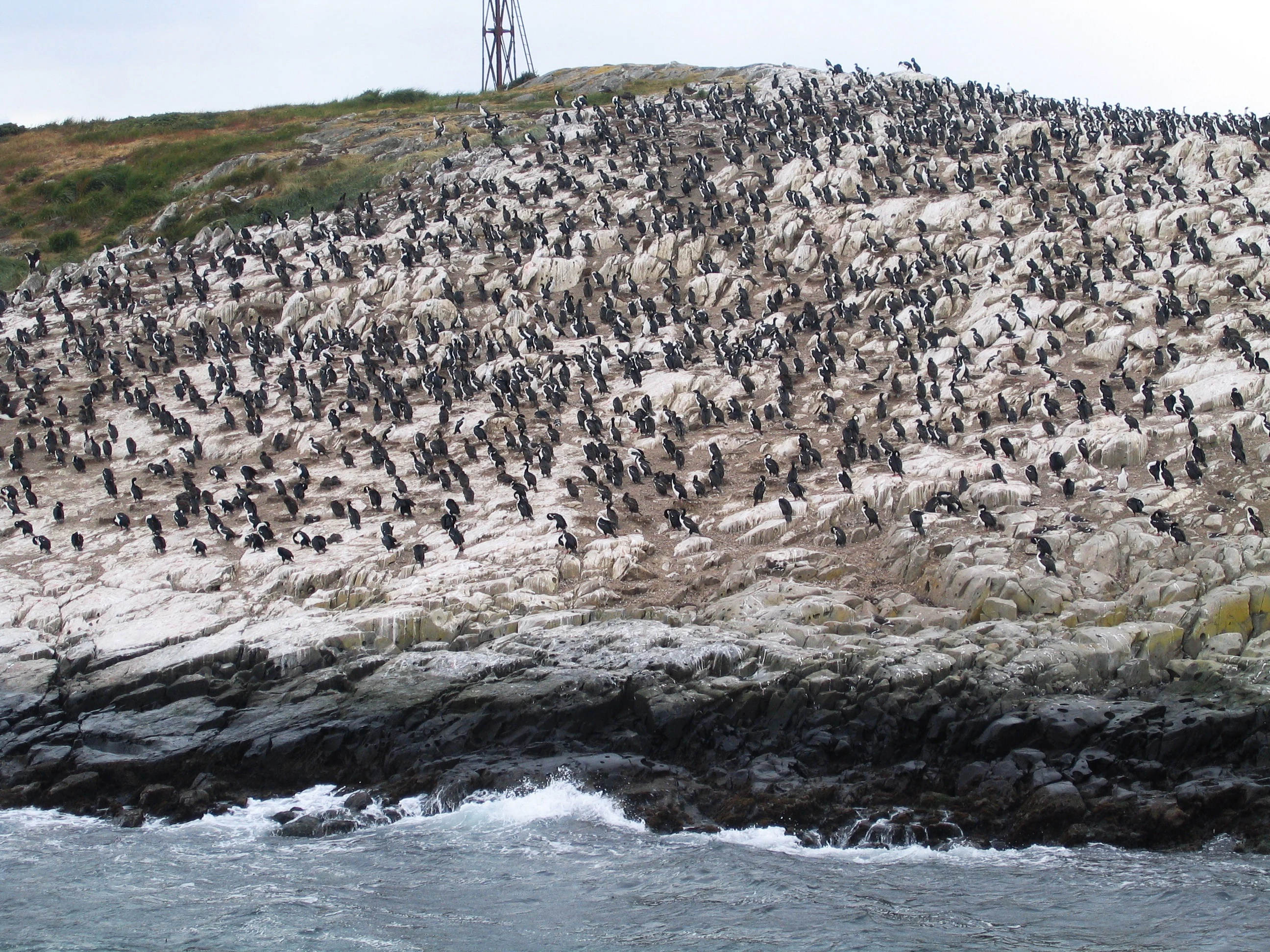A rocky coastal cliffside with numerous cormorants and the Beagle Channel water visible below