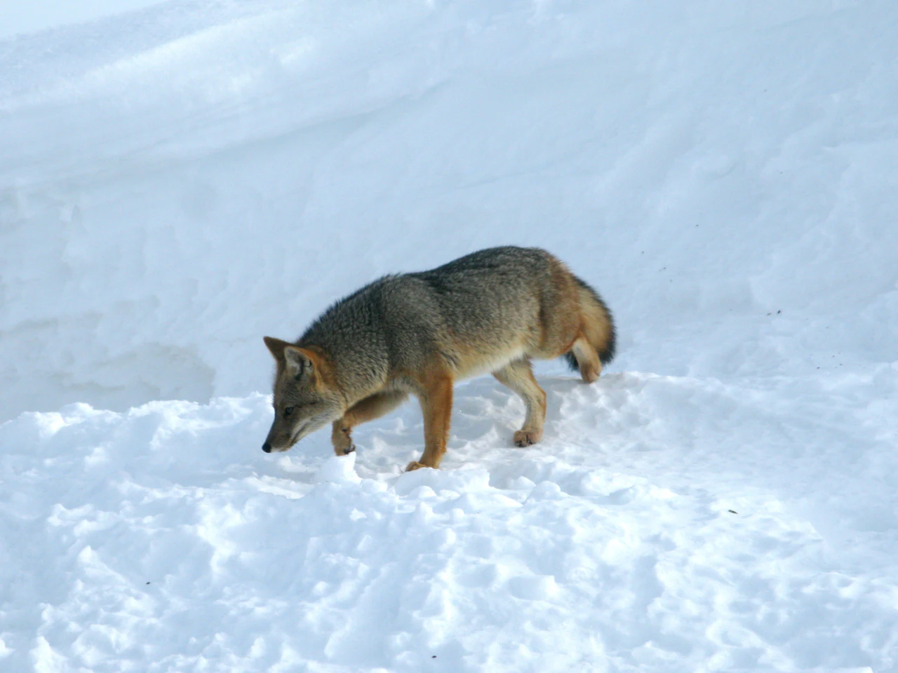 A gray and brown Andean Fox walking on snow in a cold, open landscape