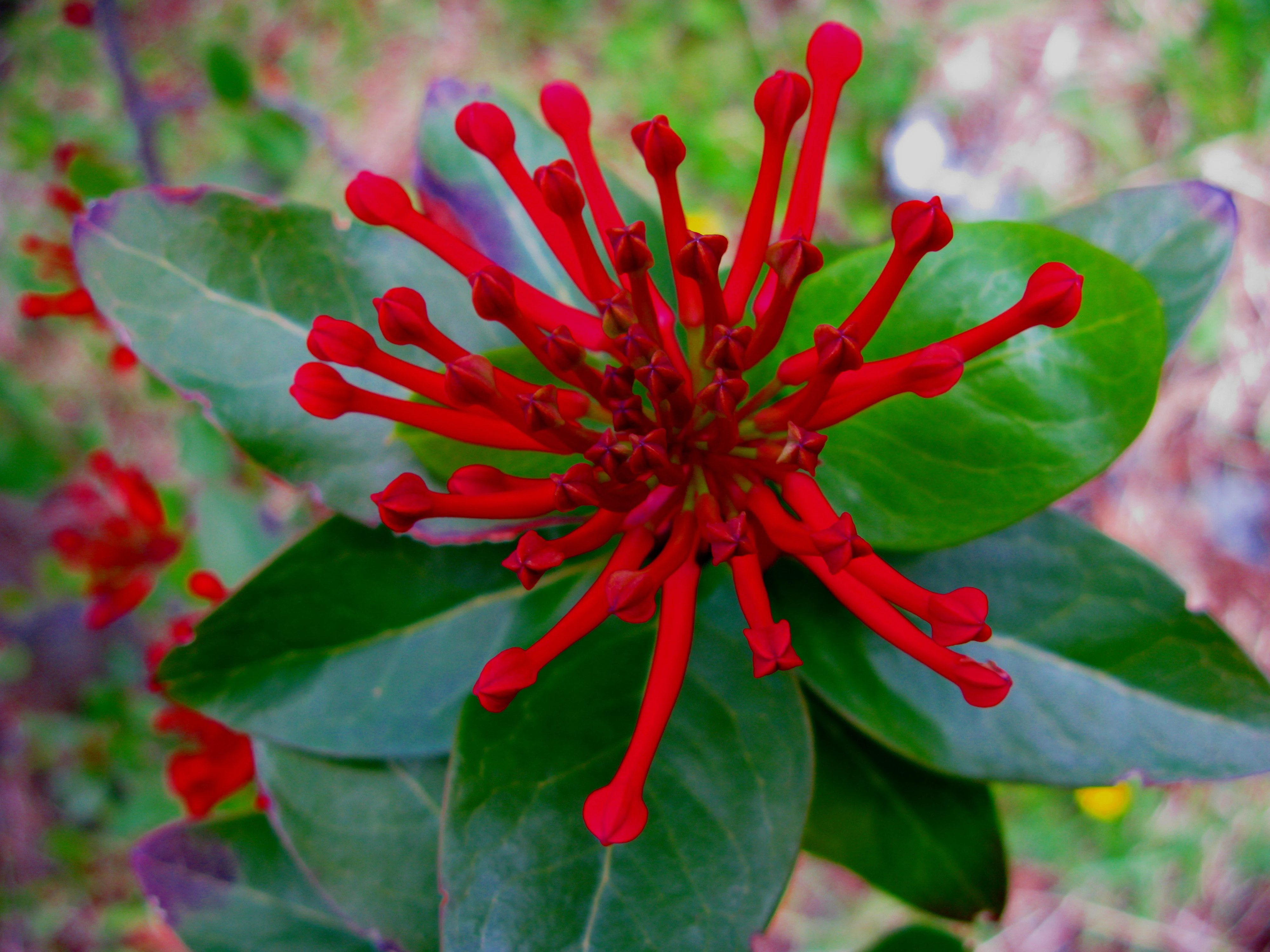 Red Embothrium coccineum flower with multiple stamens and green leaves in close-up view.