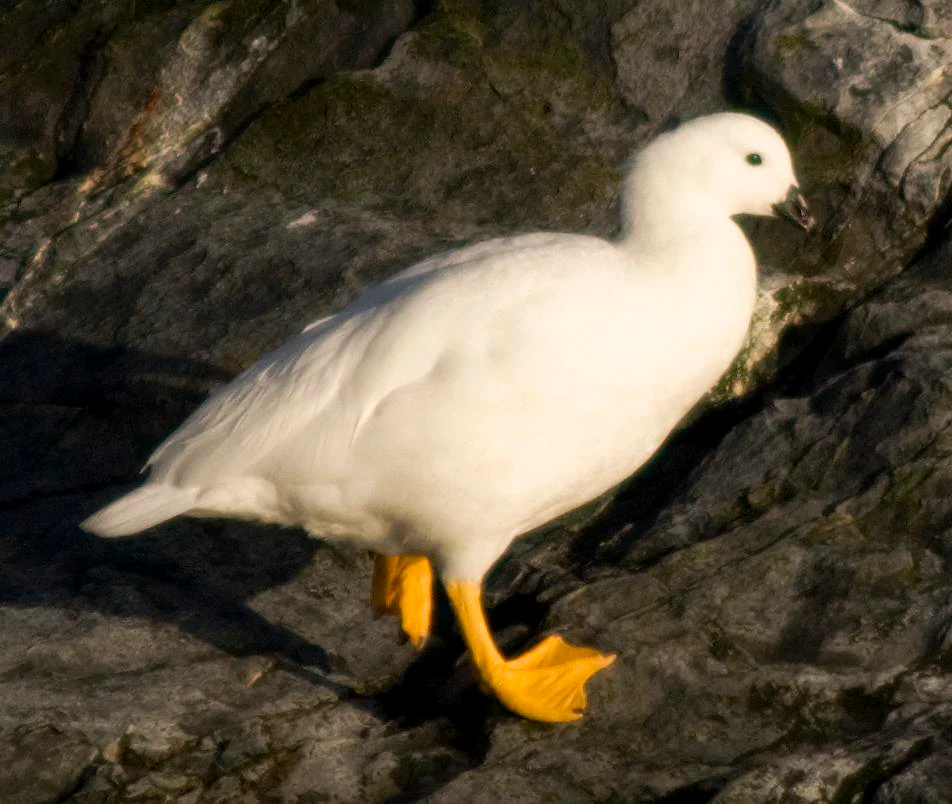 White bird with yellow feet standing on dark rocky surface