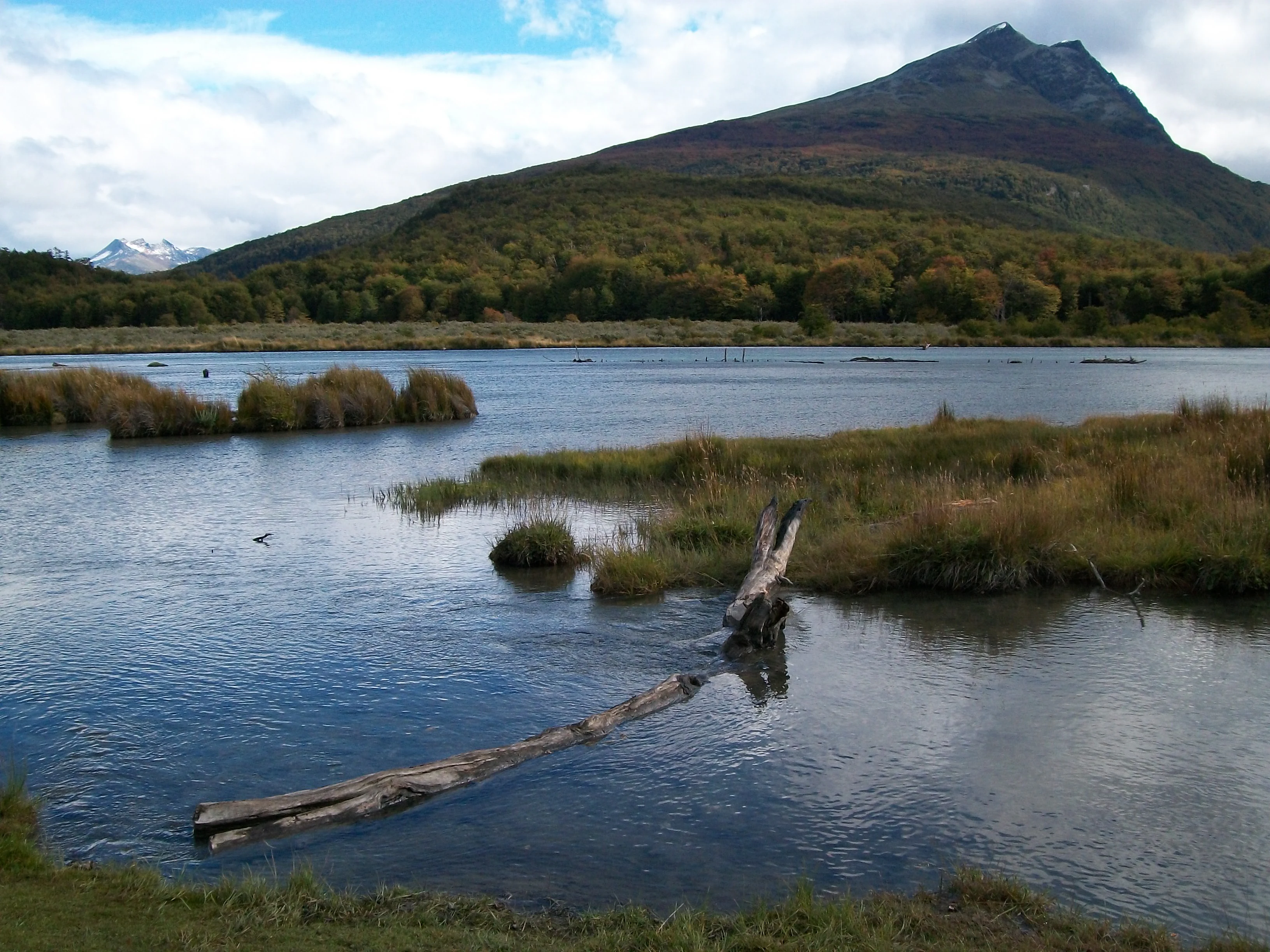 A river with a fallen log extending into the water, surrounded by grassy wetlands and a mountain in the background under a partly cloudy sky